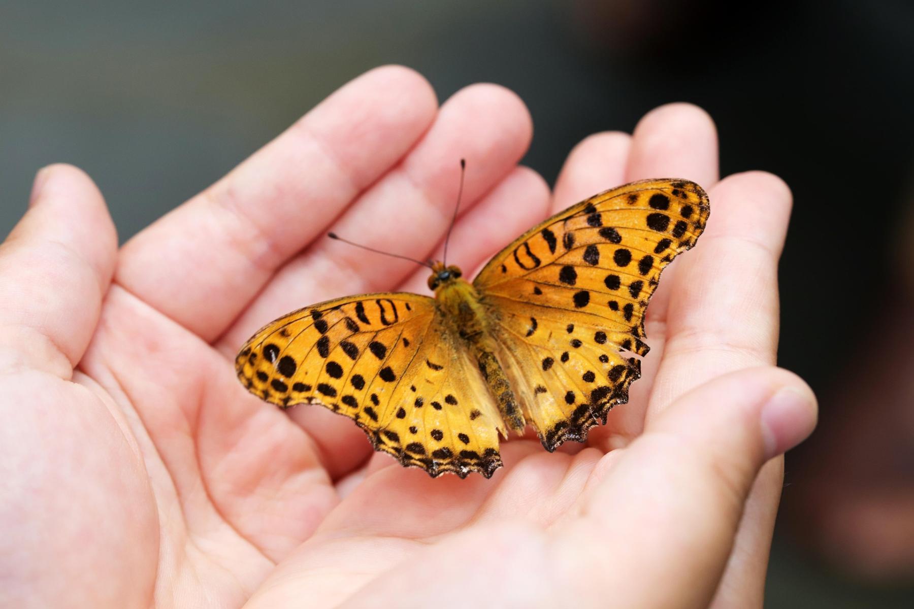 Schmetterling in Händen