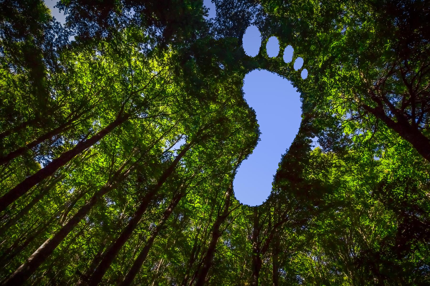 Wald mit hohen Bäumen, deren Blätter eine Fußabdruckform freigeben, durch die blauer Himmel sichtbar ist.