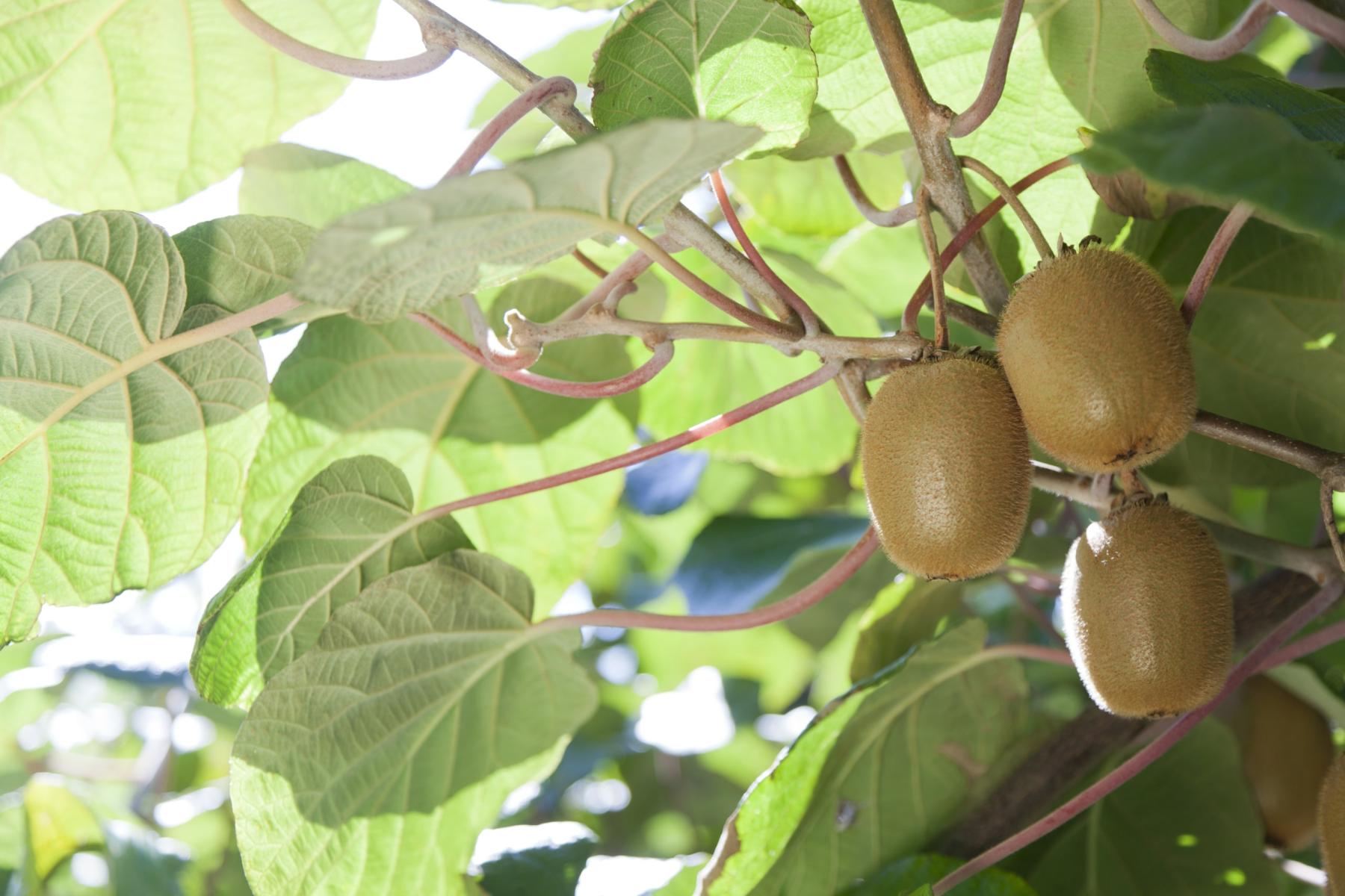 Französische Kiwis an der Pflanze