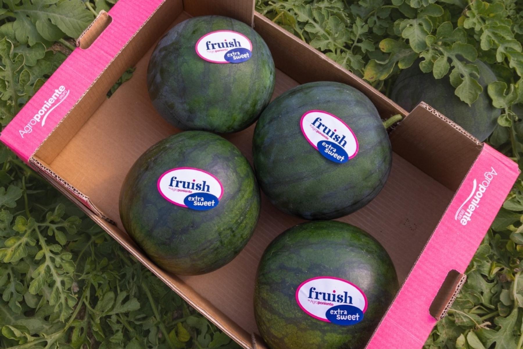 Vier runde, grüne Melonen mit Aufklebern 'fruish extra sweet' in einem Karton mit Aufdruck 'Agroponiente' auf pinkfarbenen Seiten, umgeben von Melonenpflanzen.