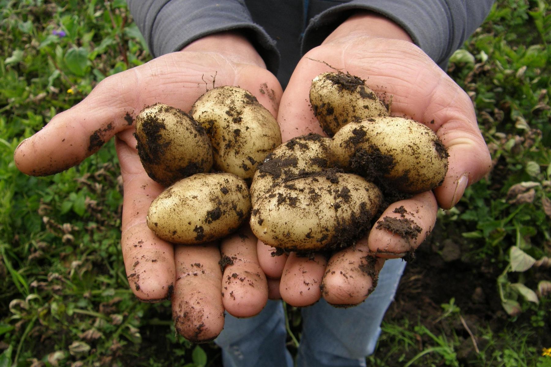 Zwei Hände halten mehrere frisch geerntete, erdige Kartoffeln vor grünem Pflanzenhintergrund.