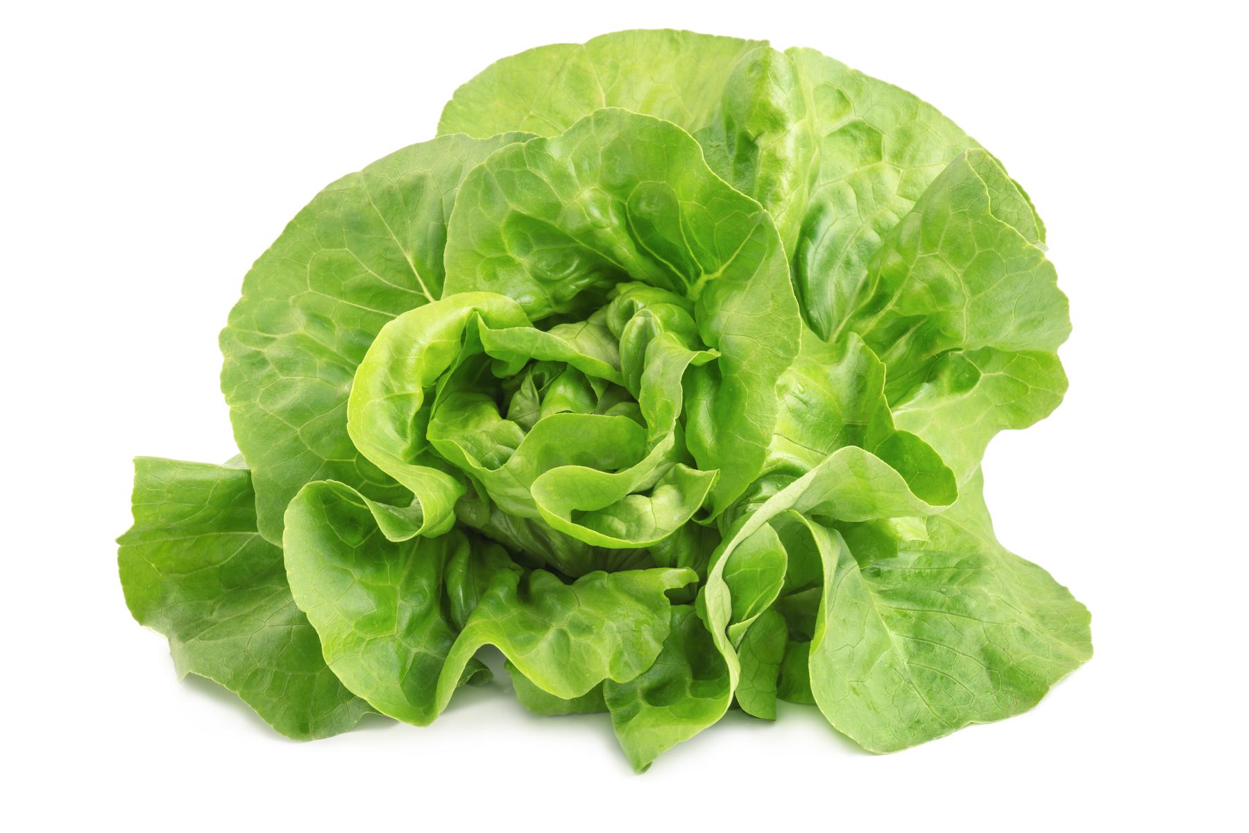 Kopfsalat mit lockeren, grünen Blättern auf weißem Untergrund