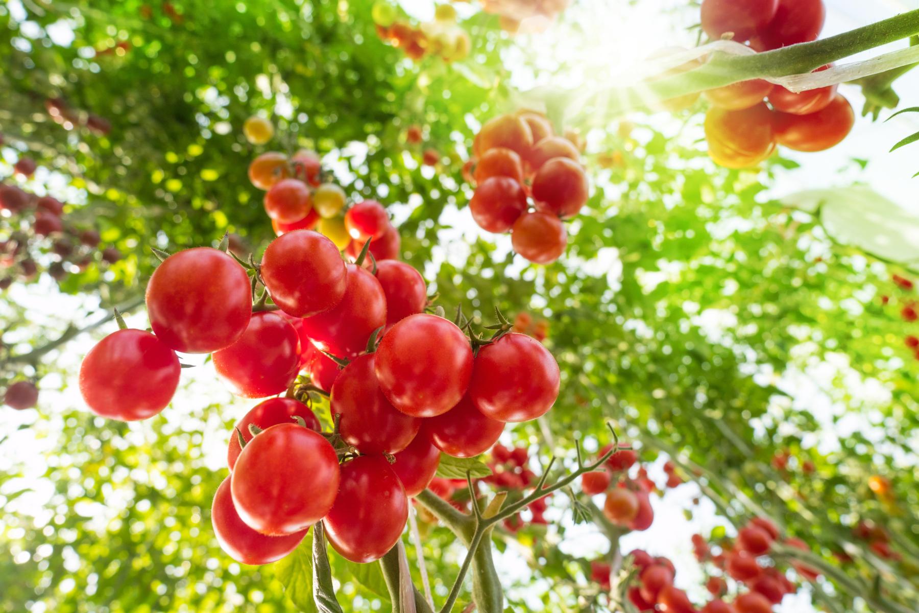 Tomaten im Gewächshaus