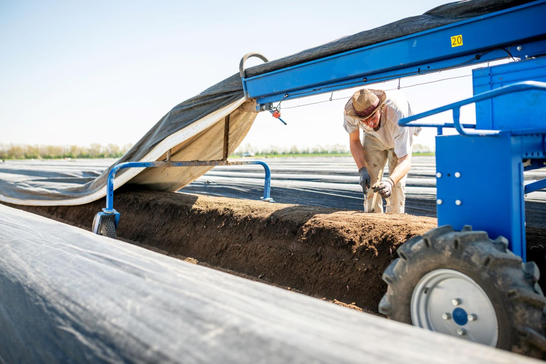 Arbeiter mit Handschuhen erntet an einem mit schwarzer Folie abgedeckten Spargelfeld, daneben steht eine blaue landwirtschaftliche Maschine.