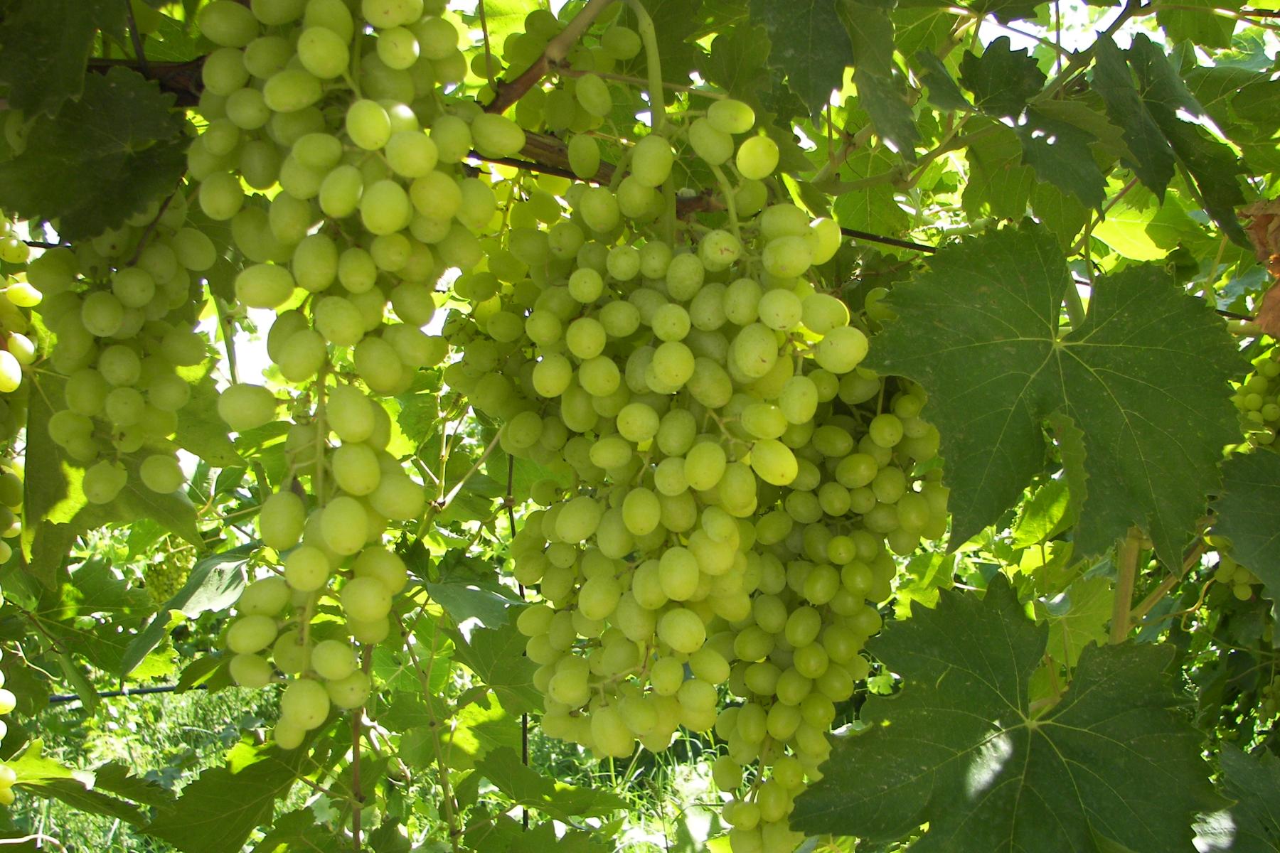 Reife grüne Trauben hängen an einem Weinstock mit großen Blättern im Sonnenlicht.