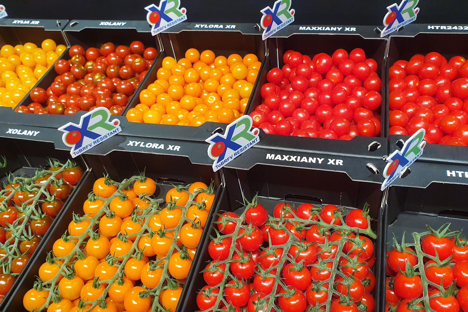 Mehrere Kisten mit kleinen roten und gelben Tomaten, einige an grünen Rispen, mit Aufklebern 'XR' und Sortennamen.