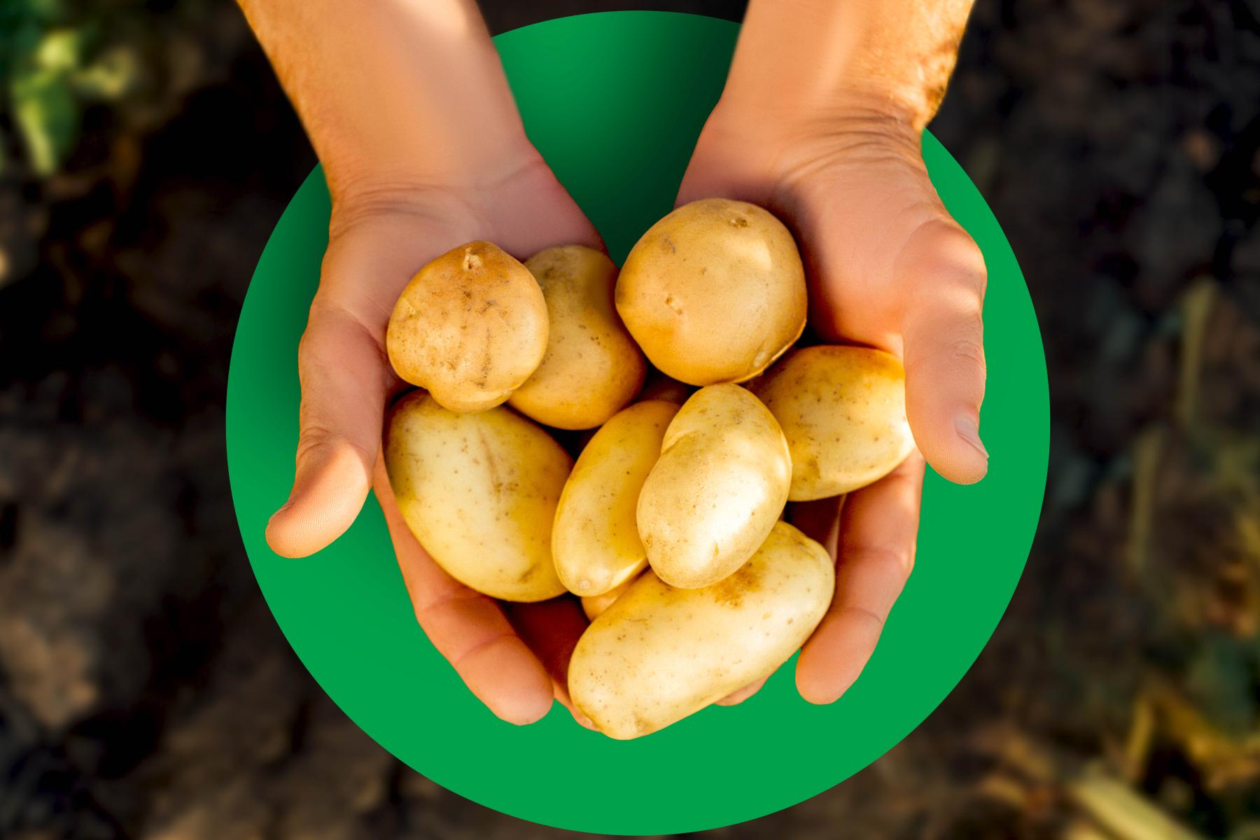 Kartoffeln werden in zwei Händen gehalten