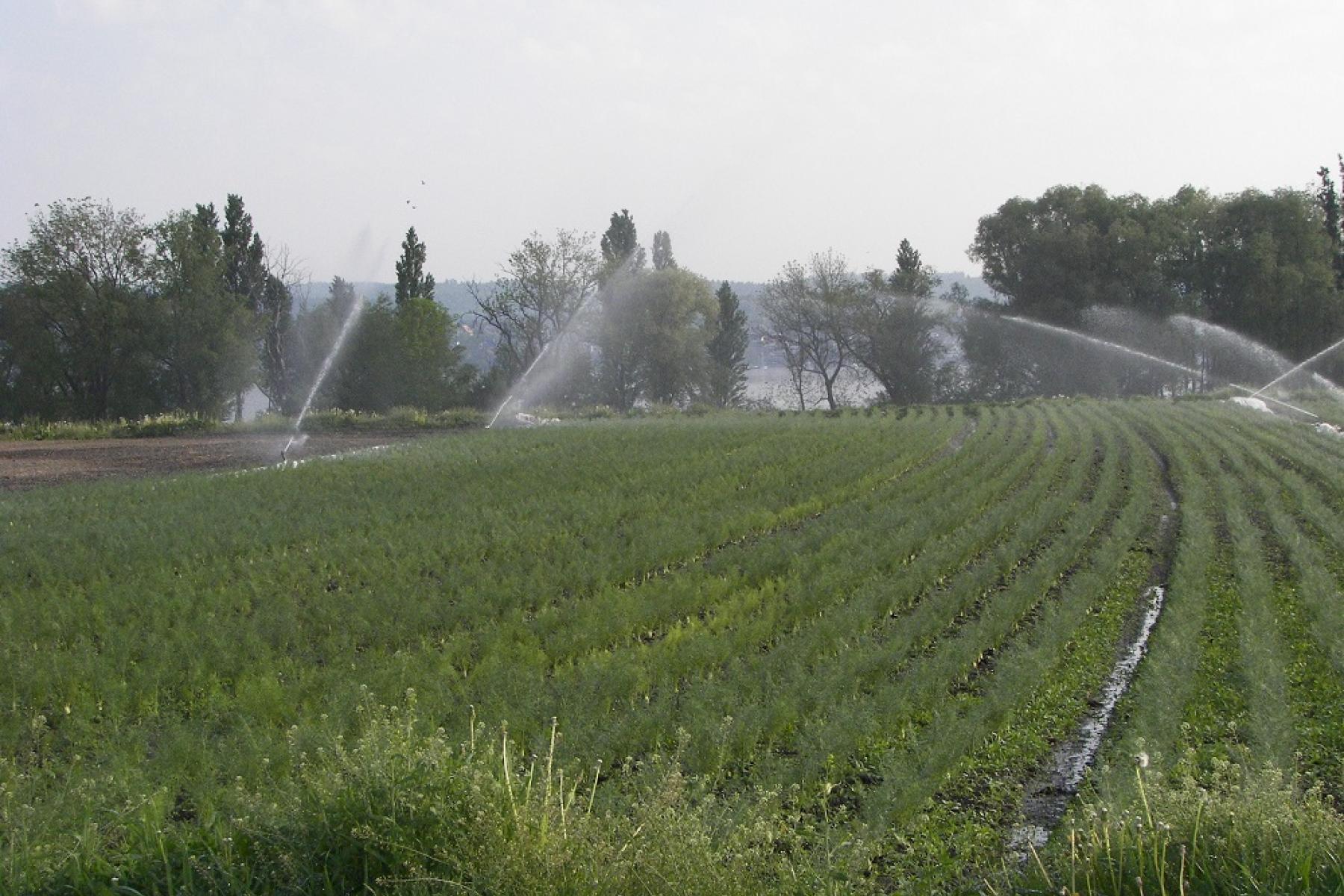 Gemüsefeld mit mehreren Sprinklern, die Wasser versprühen, im Hintergrund Bäume und bewölkter Himmel.
