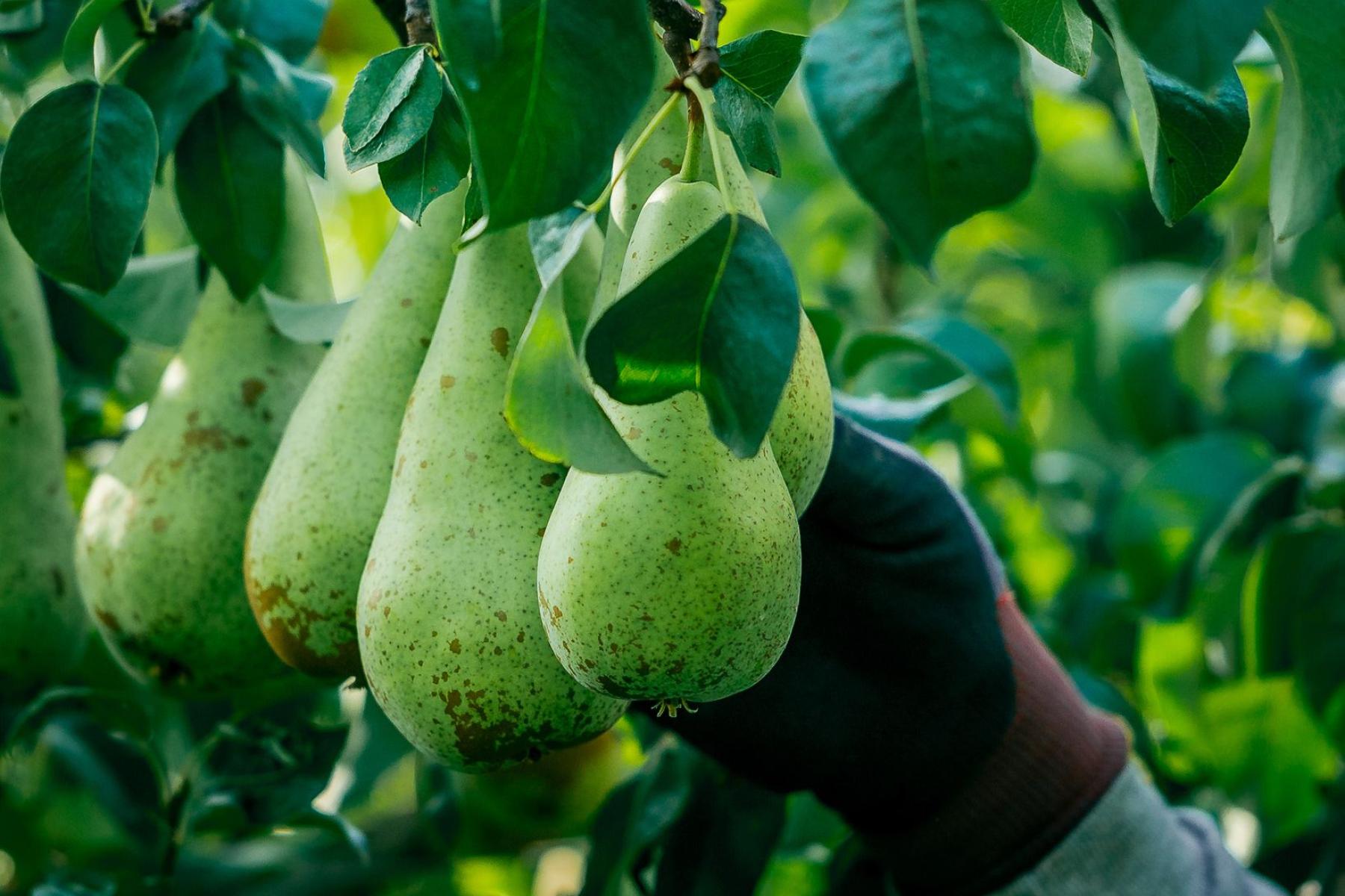 Birne, Hand, pflücken