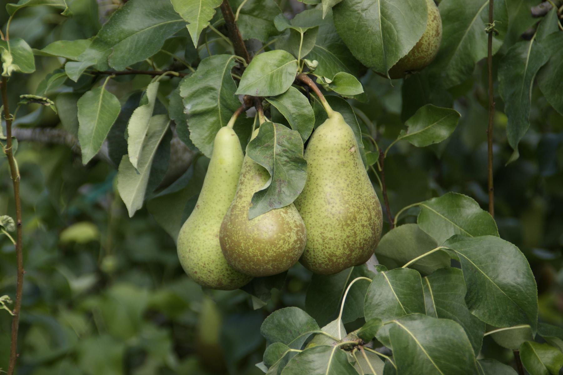 Birnenproduktion in der Schweiz