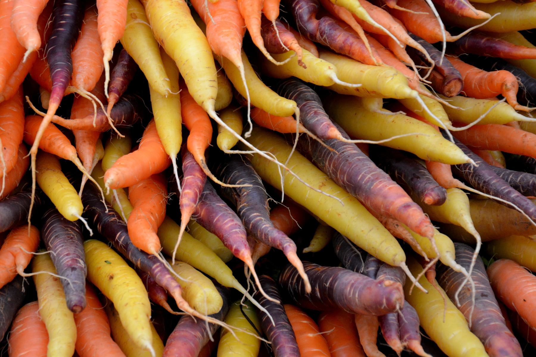 Übereinander liegende gelbe, orange und lilafarbene Möhren.