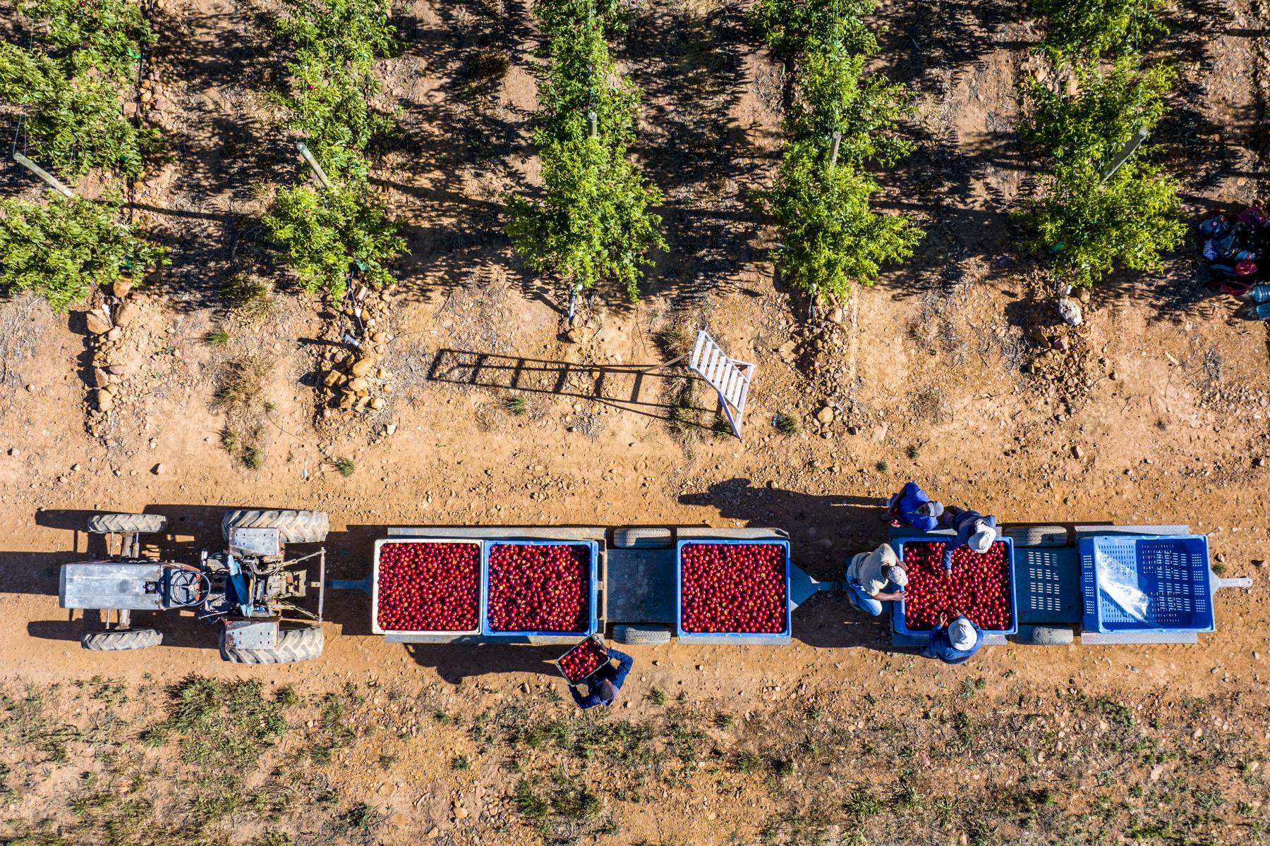 Steinobsternte mit Traktoren in der Plantage