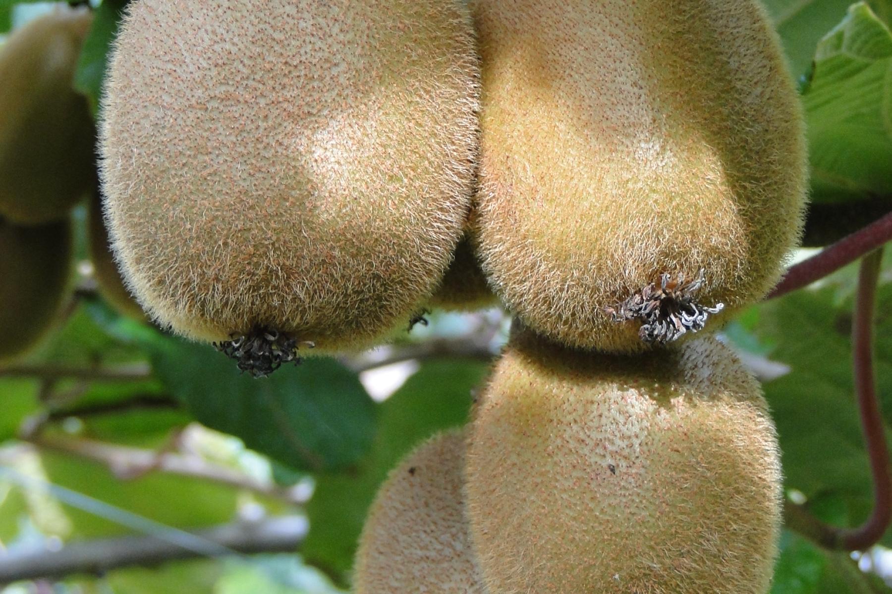 Kiwis am Baum