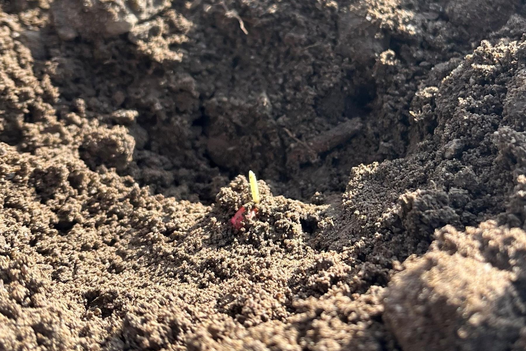 Ein gebeiztes Samenkorn treibt aus.