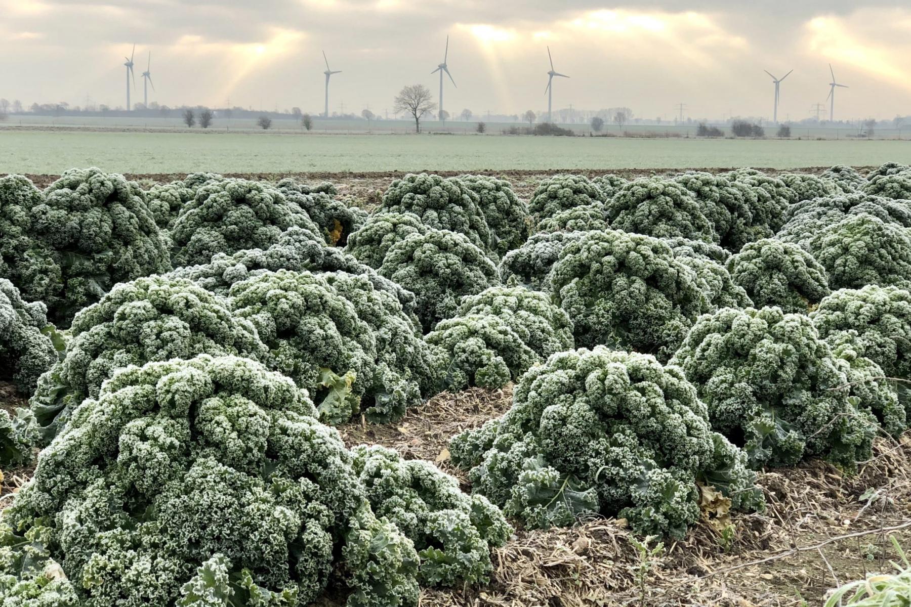 Grünkohlernte in Niedersachsen