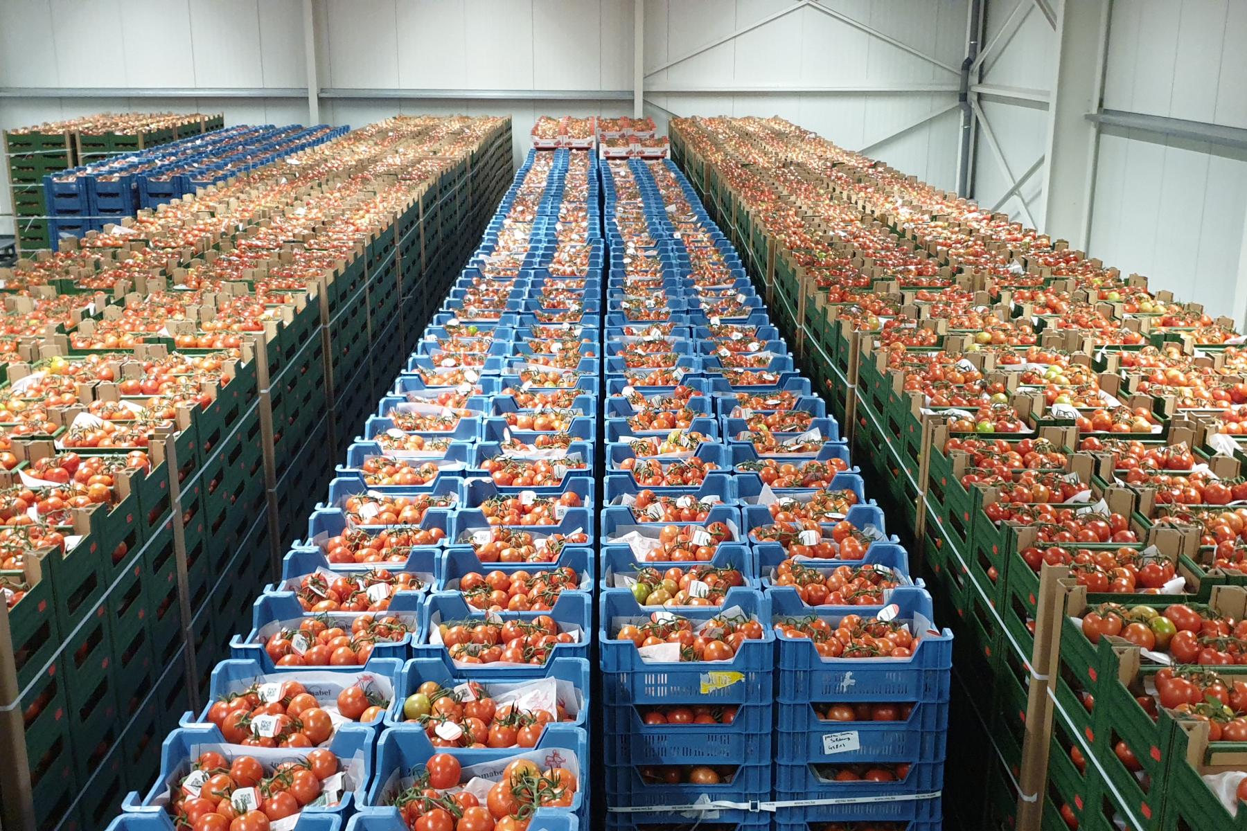 Sehr viele Tomaten in Kisten in einer Lagerhalle.