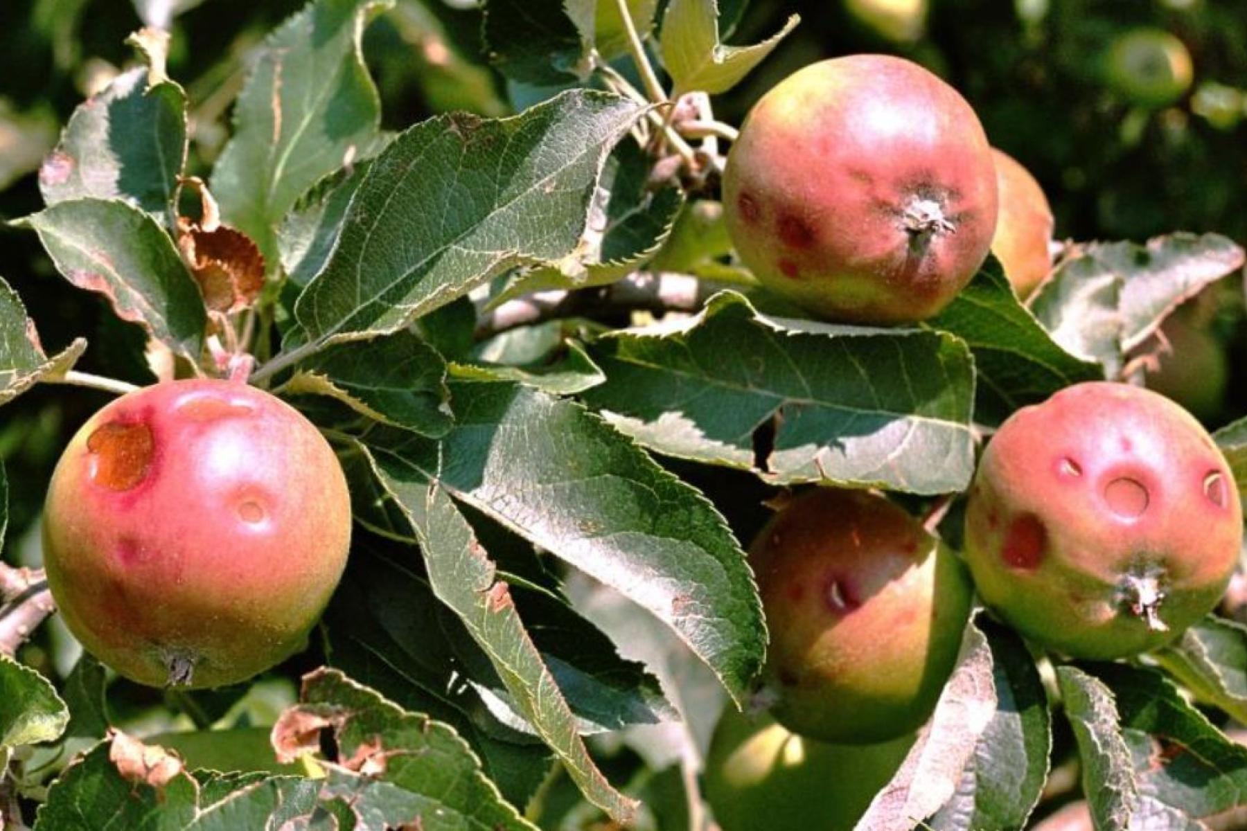 Äpfel, Schäden , Hagel
