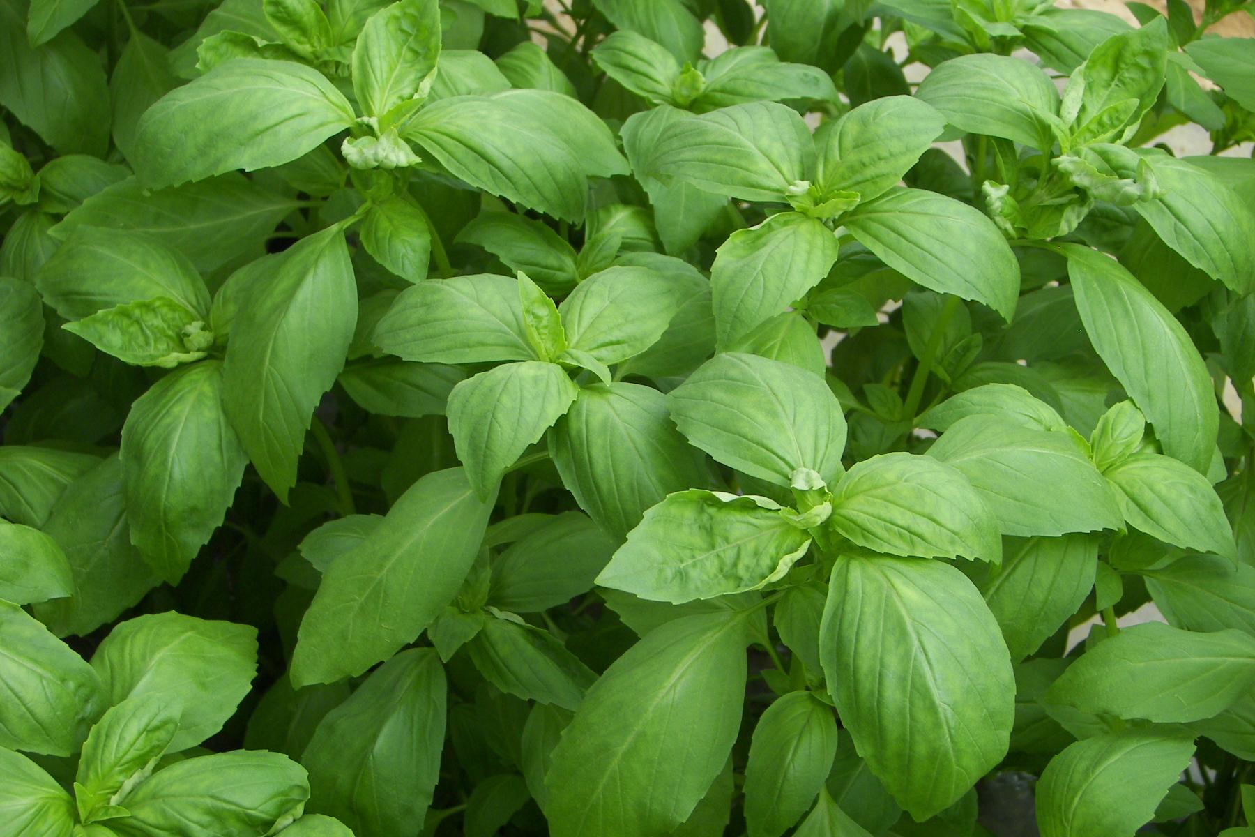 Grüne, frische Basilikumpflanzen