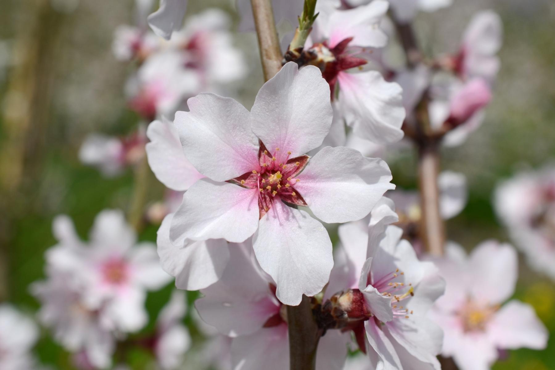 Eine Mandelblüte in Großaufnahme.