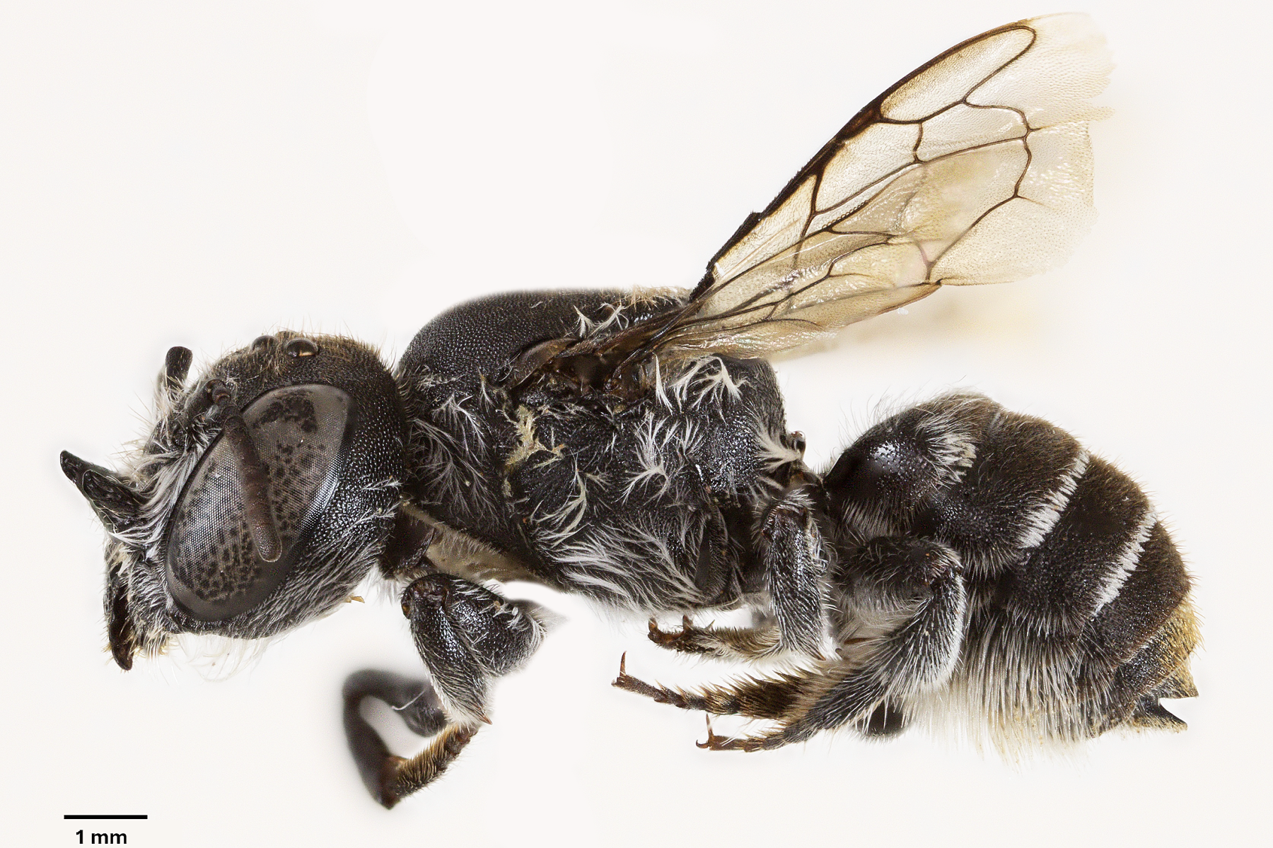 Bild einer "teuflischen" Biene
