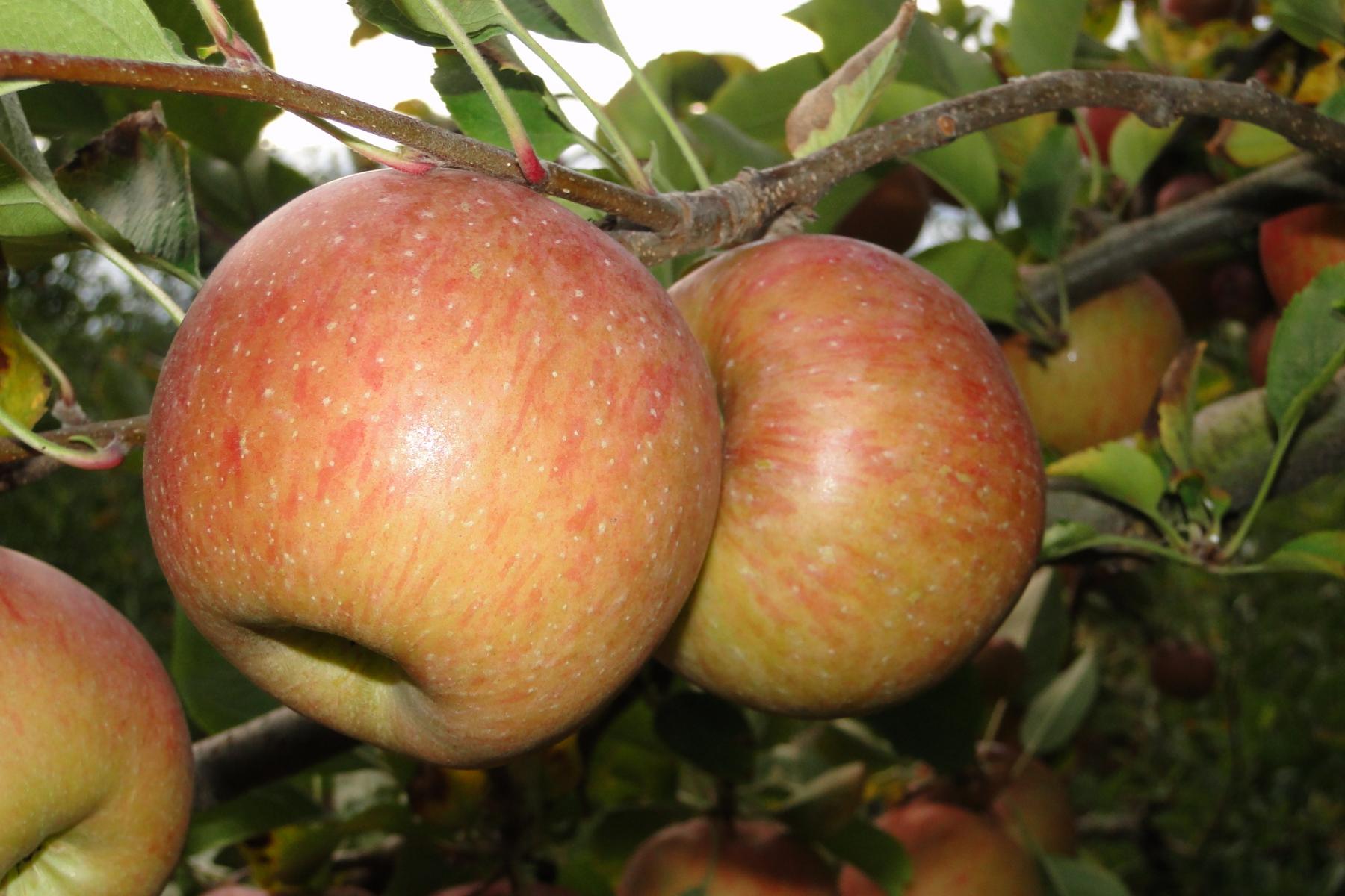 Mehrere rot-grün gefärbte Äpfel hängen an einem Ast mit grünen Blättern.