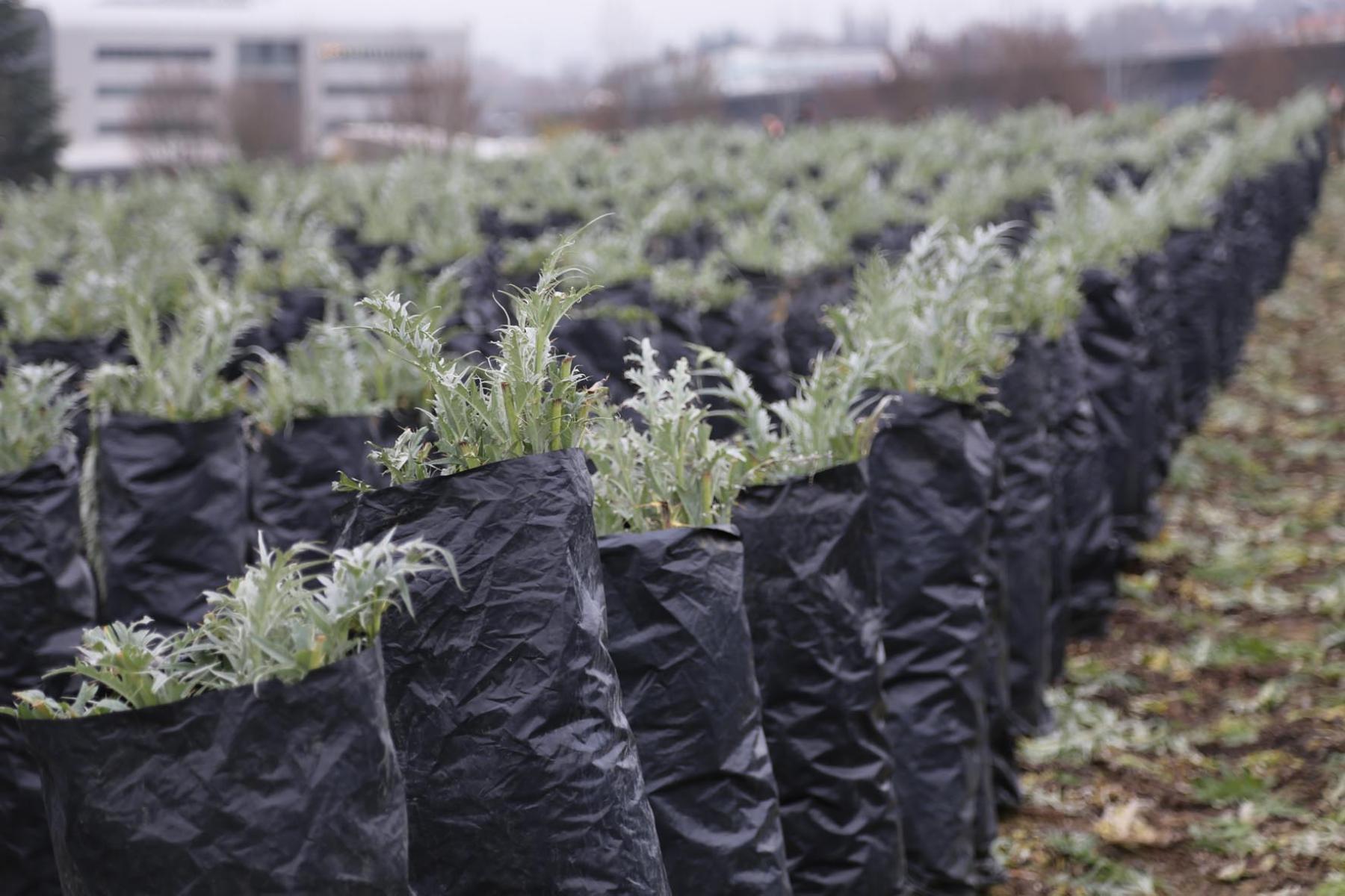 Der in Kardy enthaltene Bitterstoff Cynarin wirkt verdauungsfördernd.