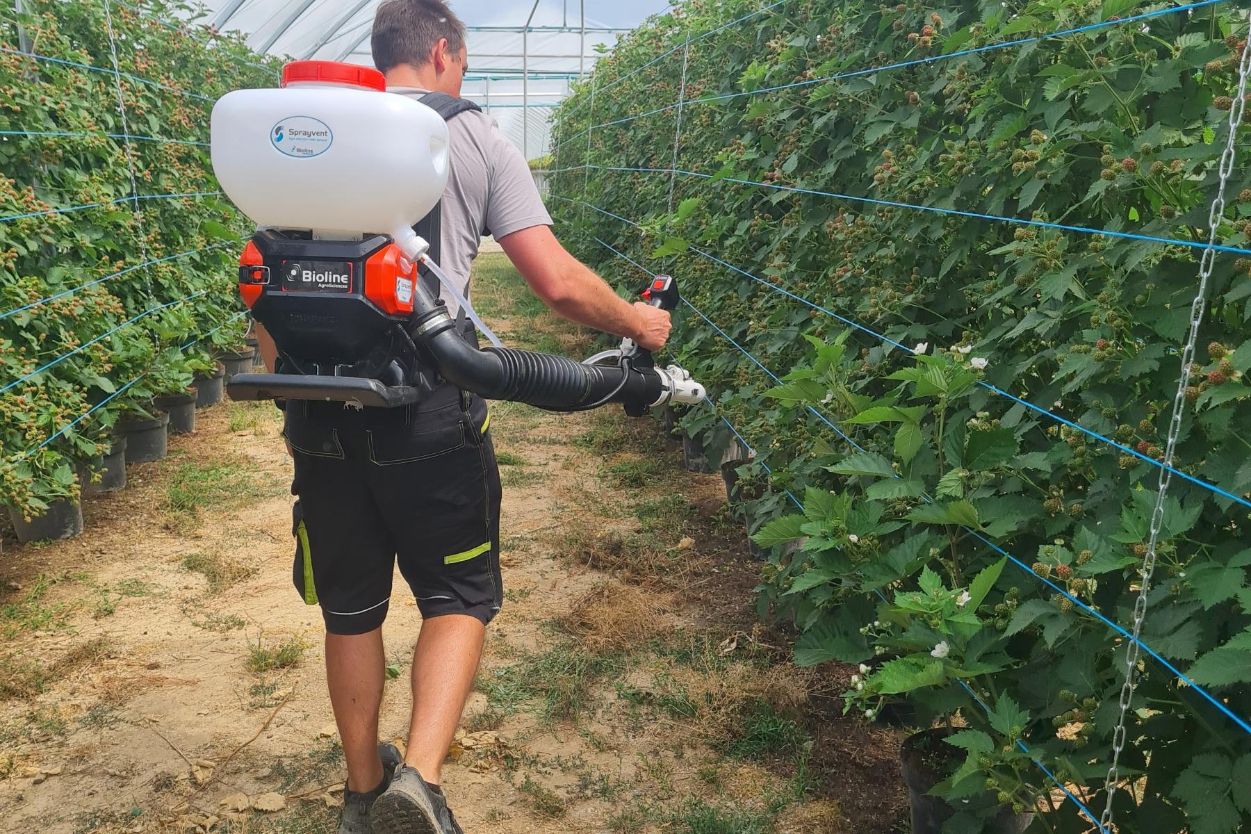 Mann sprüht Mittel in Plantage