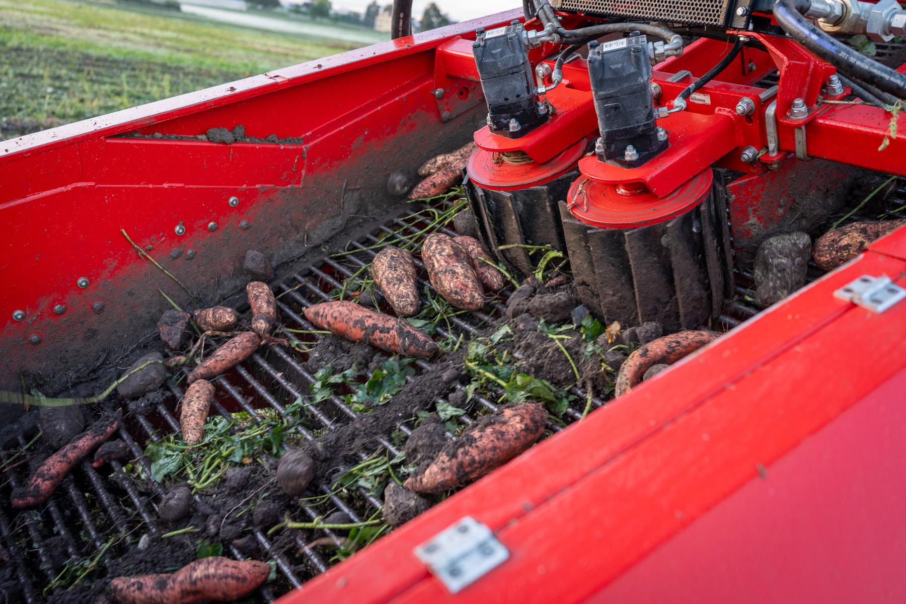 Süßkartoffeln auf Traktor bei Ernte