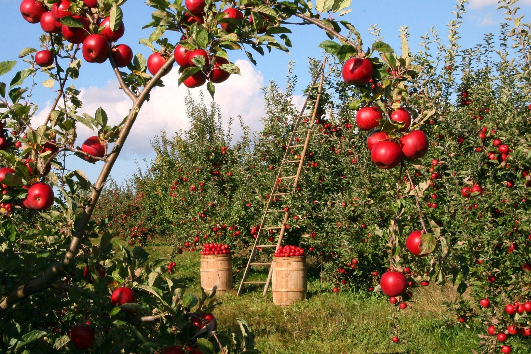 Apfelbäume mit roten Äpfeln, zwei Holzkörbe voller Äpfel und eine Holzleiter in einem Obstgarten bei Sonnenschein.