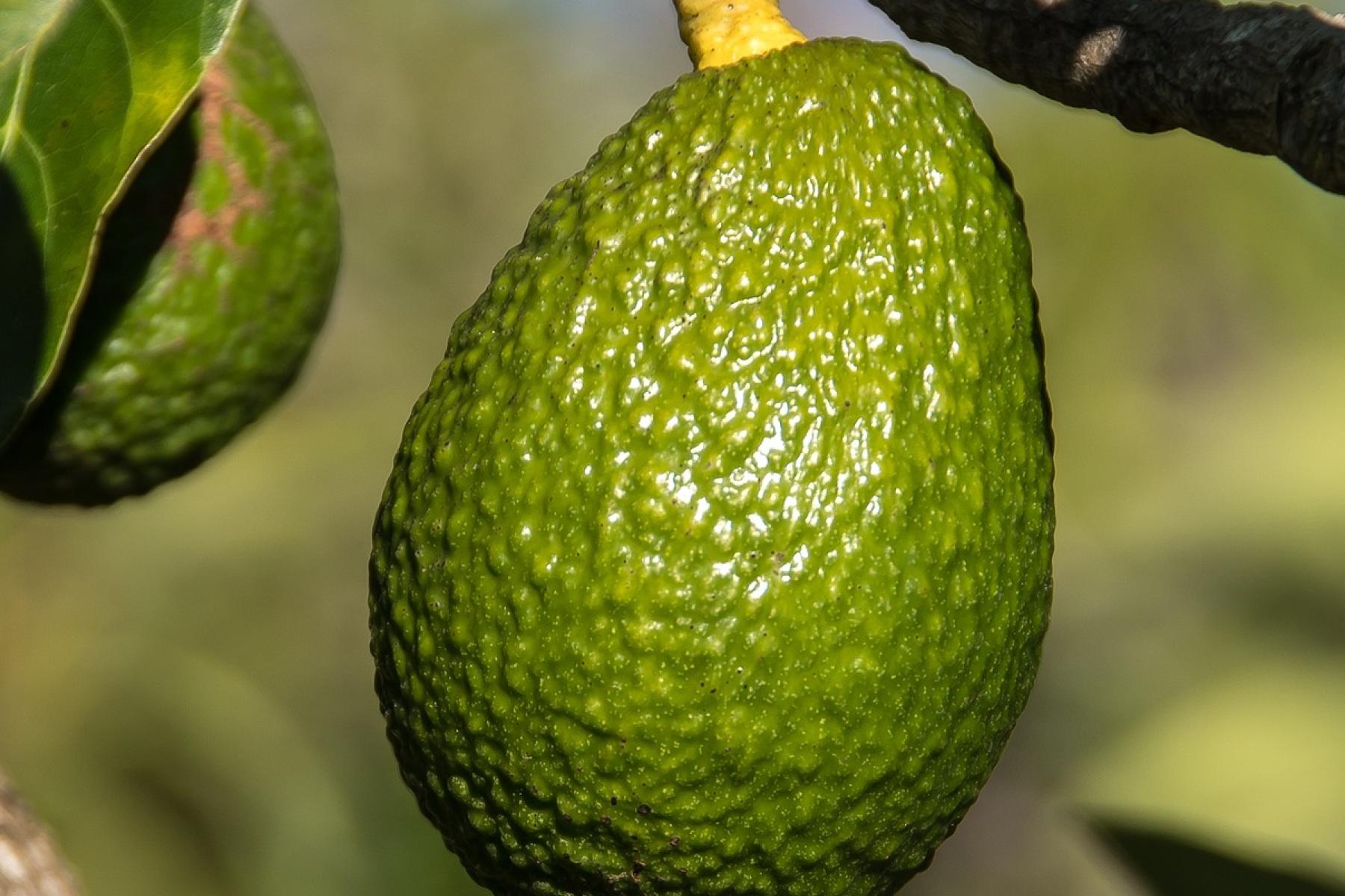 Avocado am Baum
