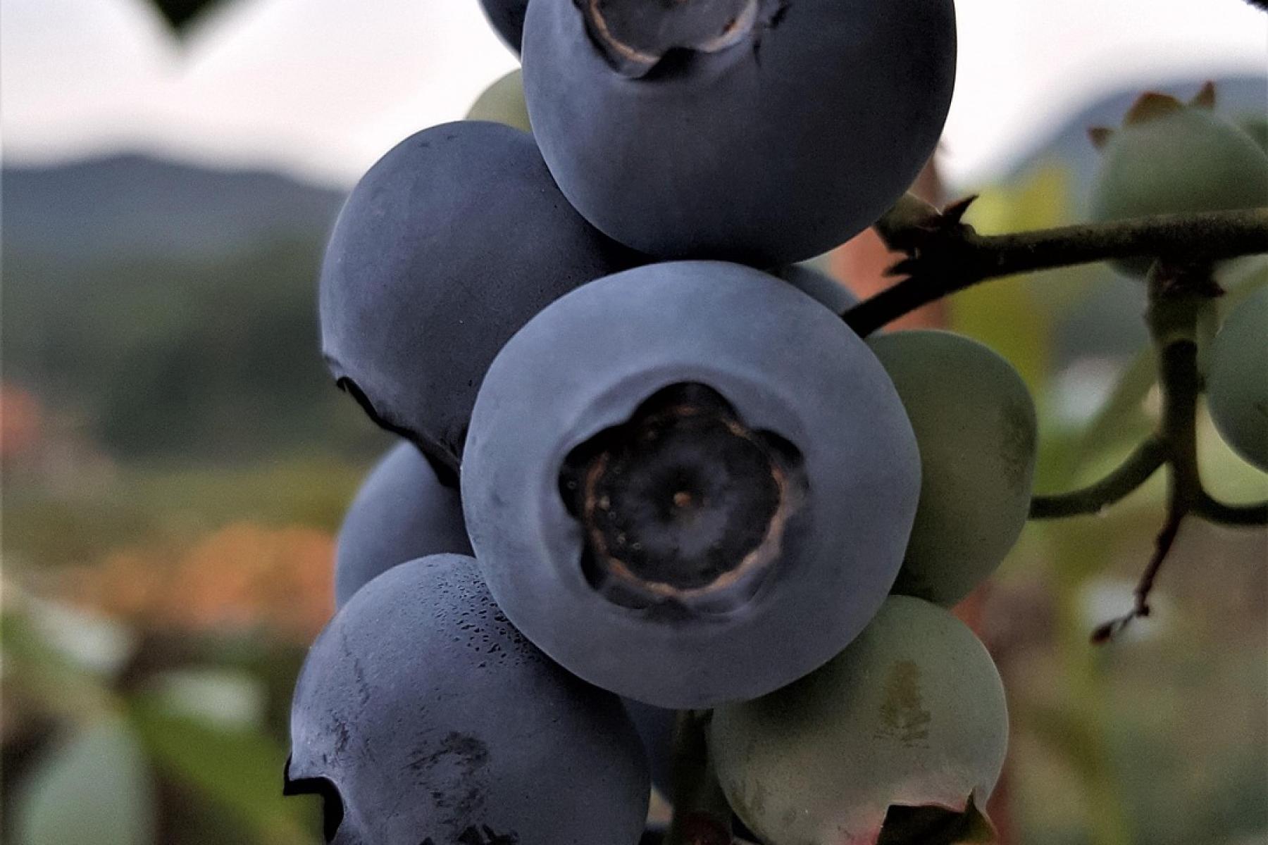 Heidelbeeren am Strauch