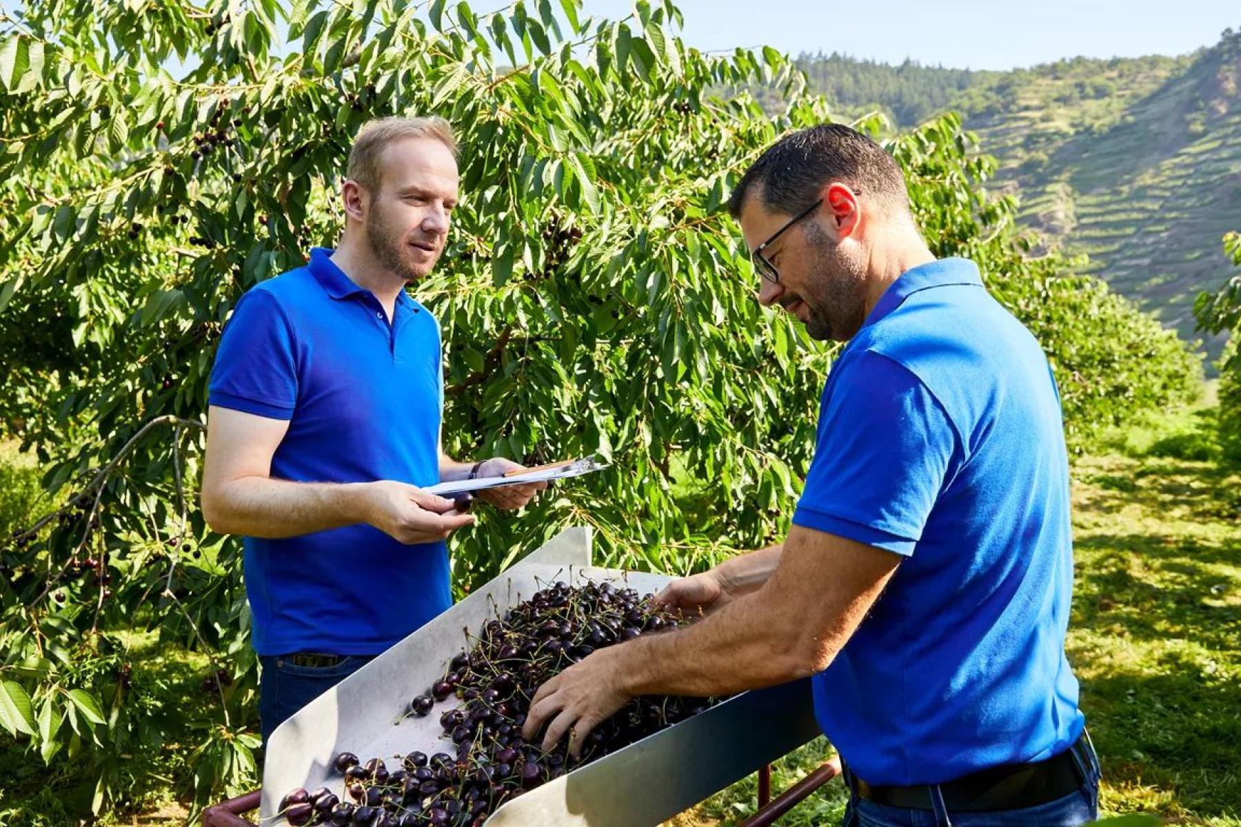 Zwei Männer in blauen Poloshirts ernten Kirschen an einem Kirschbaum in einer Obstplantage.