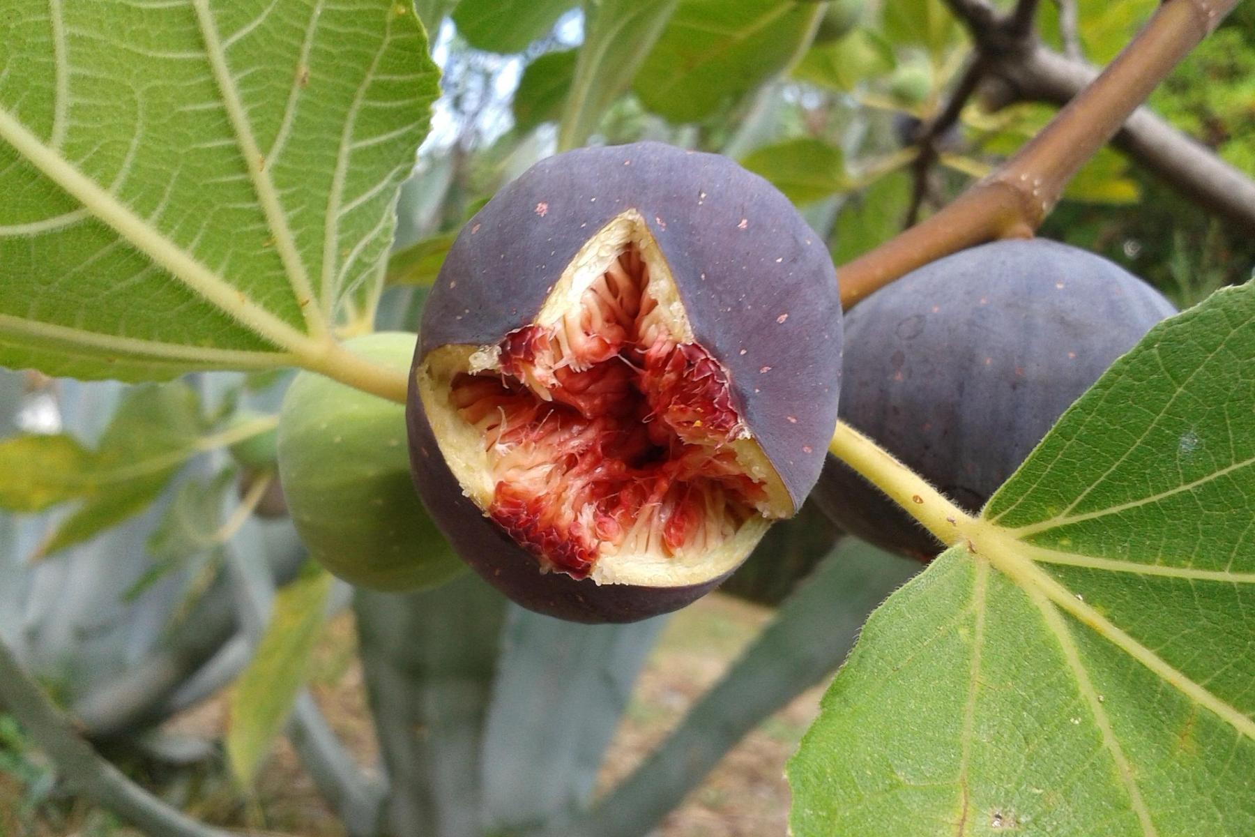 aufgeplatzte Feige am Baum