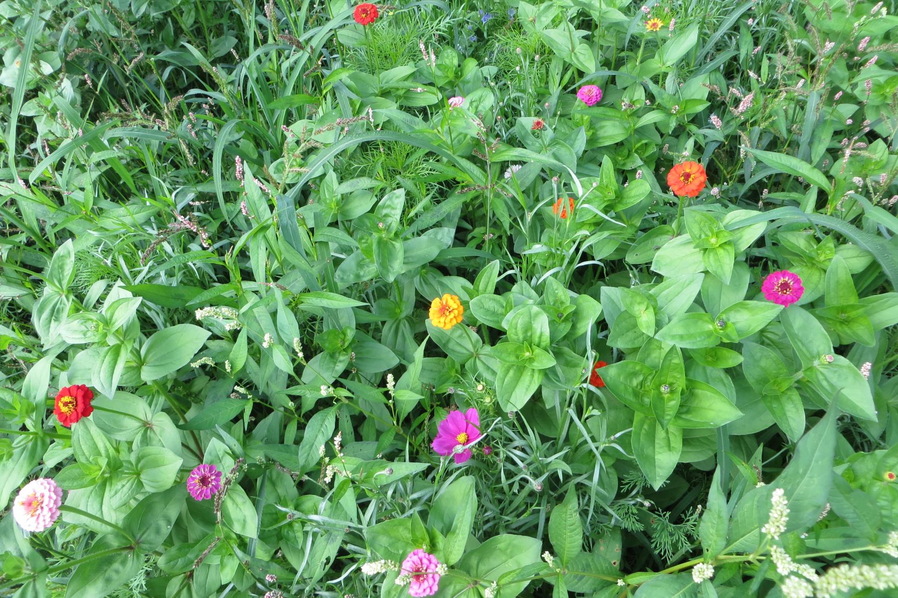 Grüne Pflanzen mit mehreren bunten Blüten in Rosa, Rot, Orange und Weiß in einem Garten.