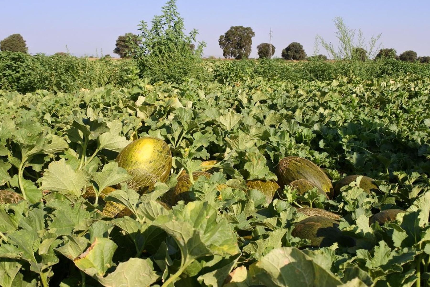 Mehrere reife Melonen liegen zwischen grünen Blättern auf einem Feld unter blauem Himmel.