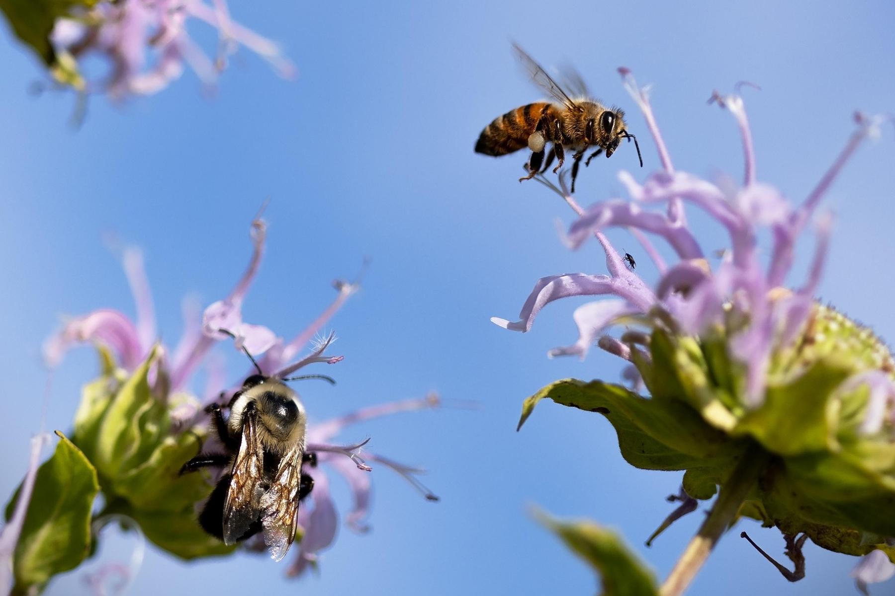 Bienen fliegen Blüten an