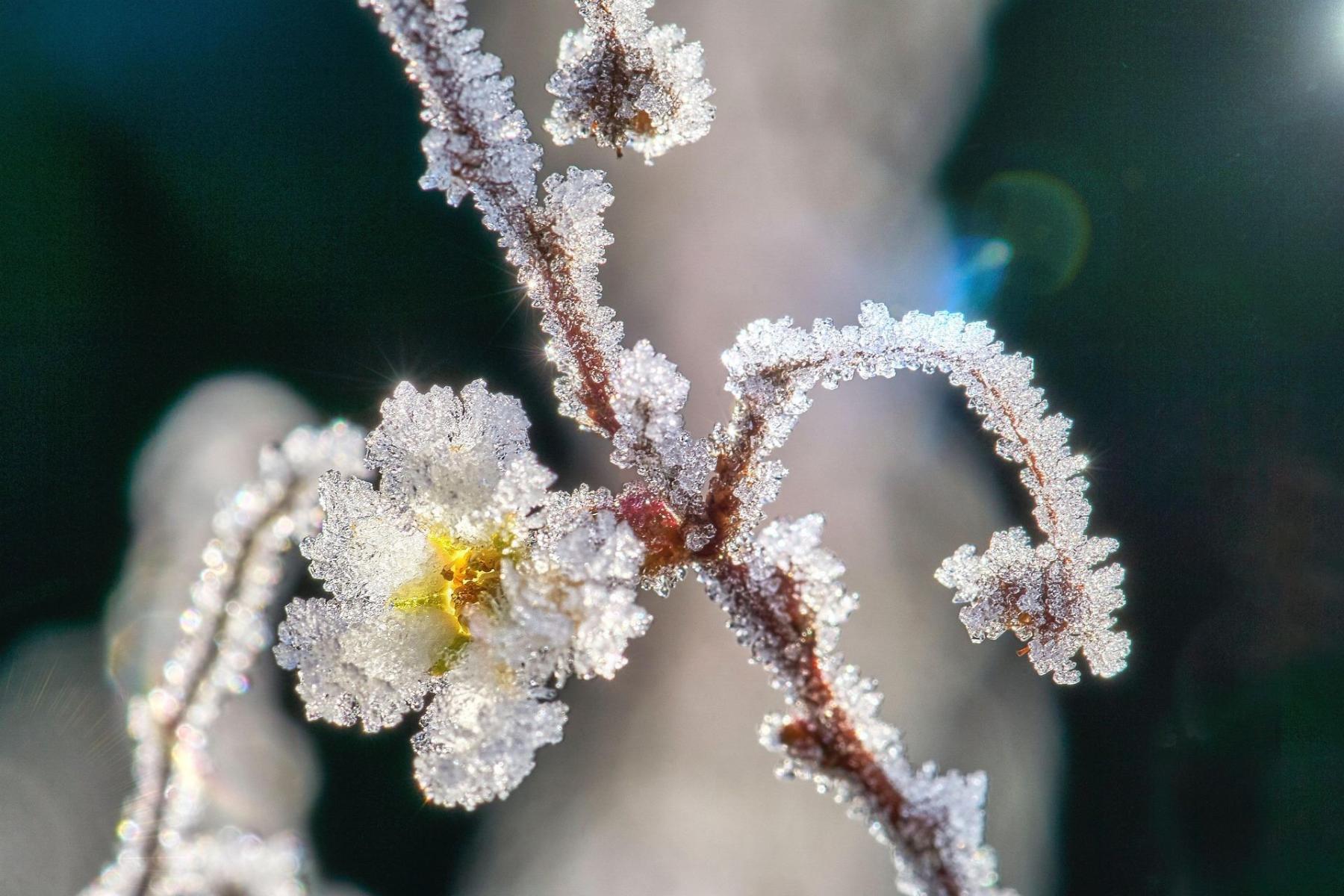 Zweig mit Blüte, bedeckt von Eiskristallen, vor unscharfem Hintergrund.