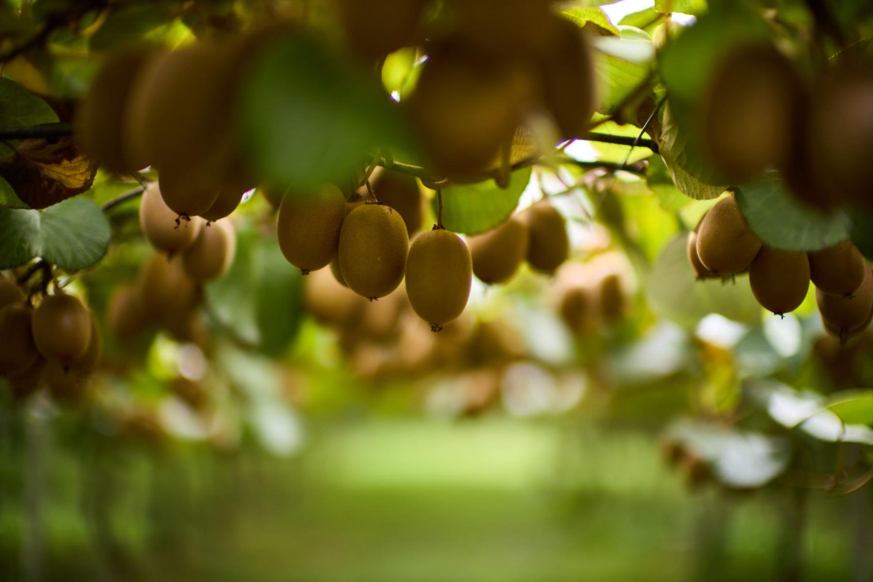 Kiwis am Baum