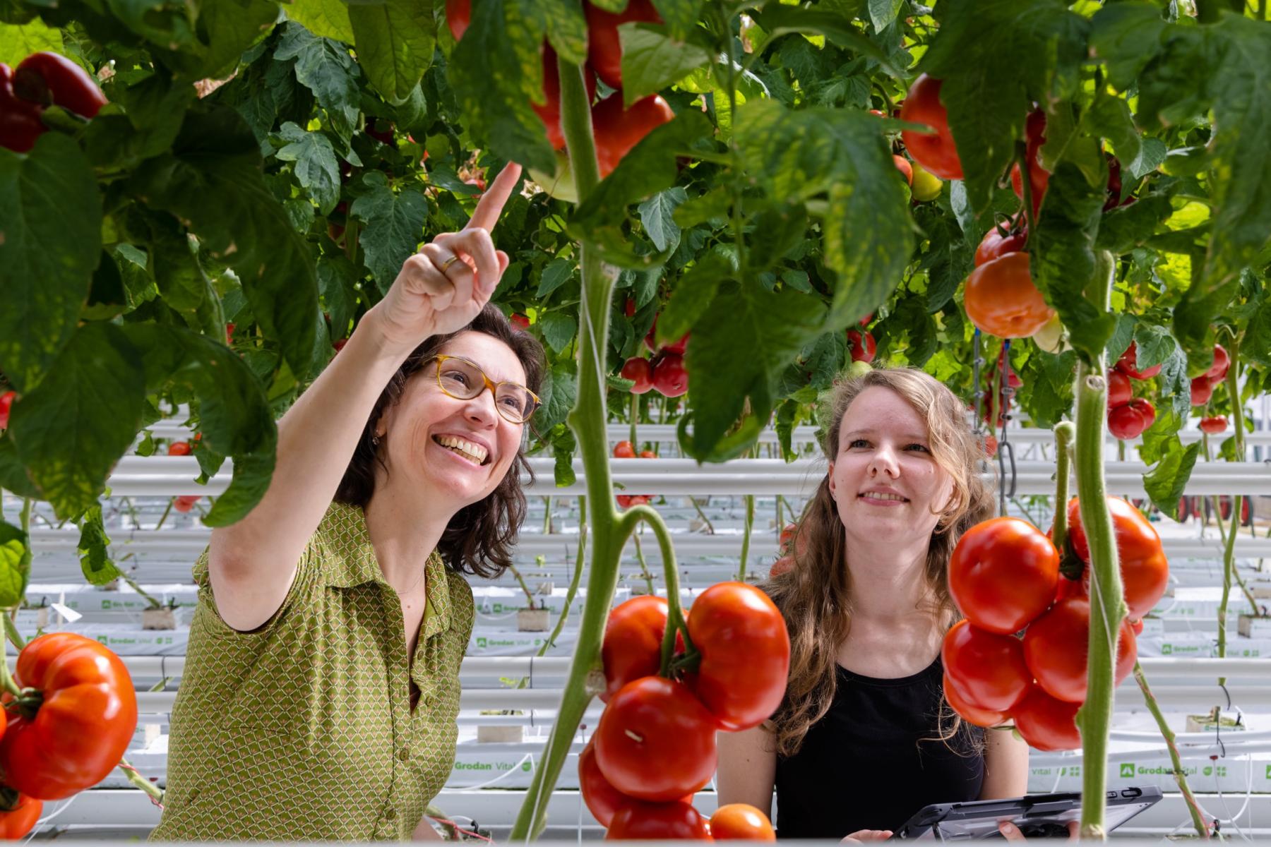 Zwei Frauen schauen sich Tomaten im Gewächshaus an