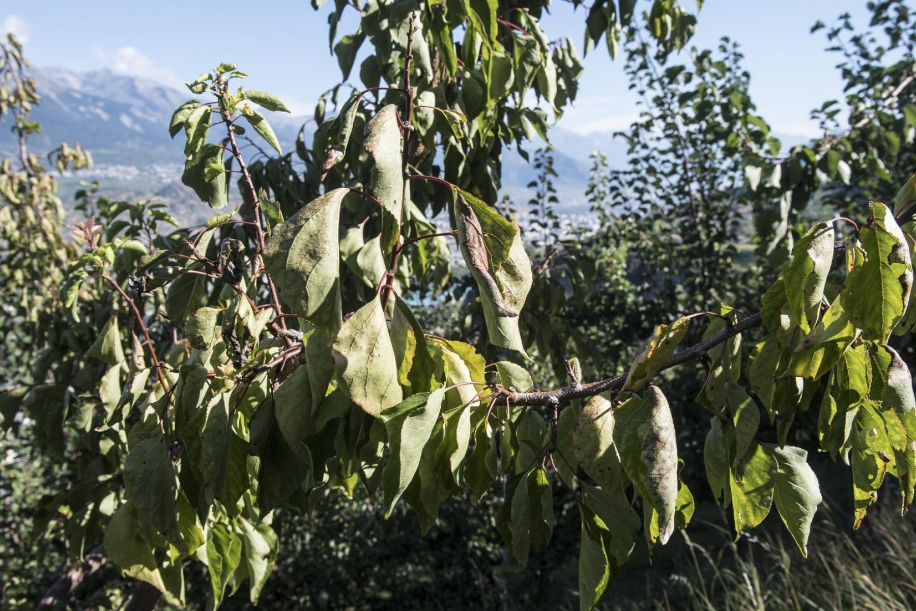 von Schädling befallener Aprikosenbaum