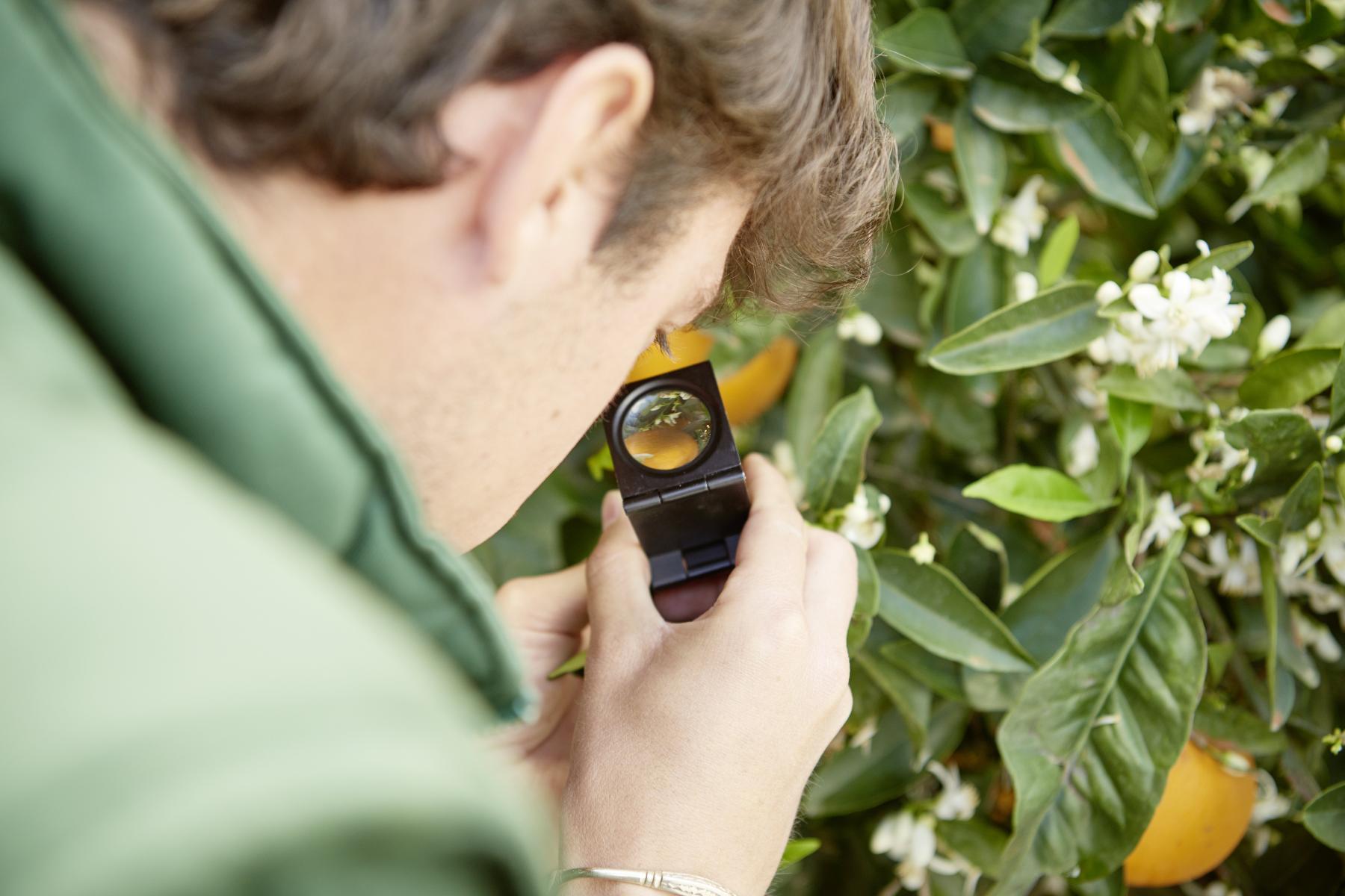 Mann überprüft die Qualität von Citrusfrüchten