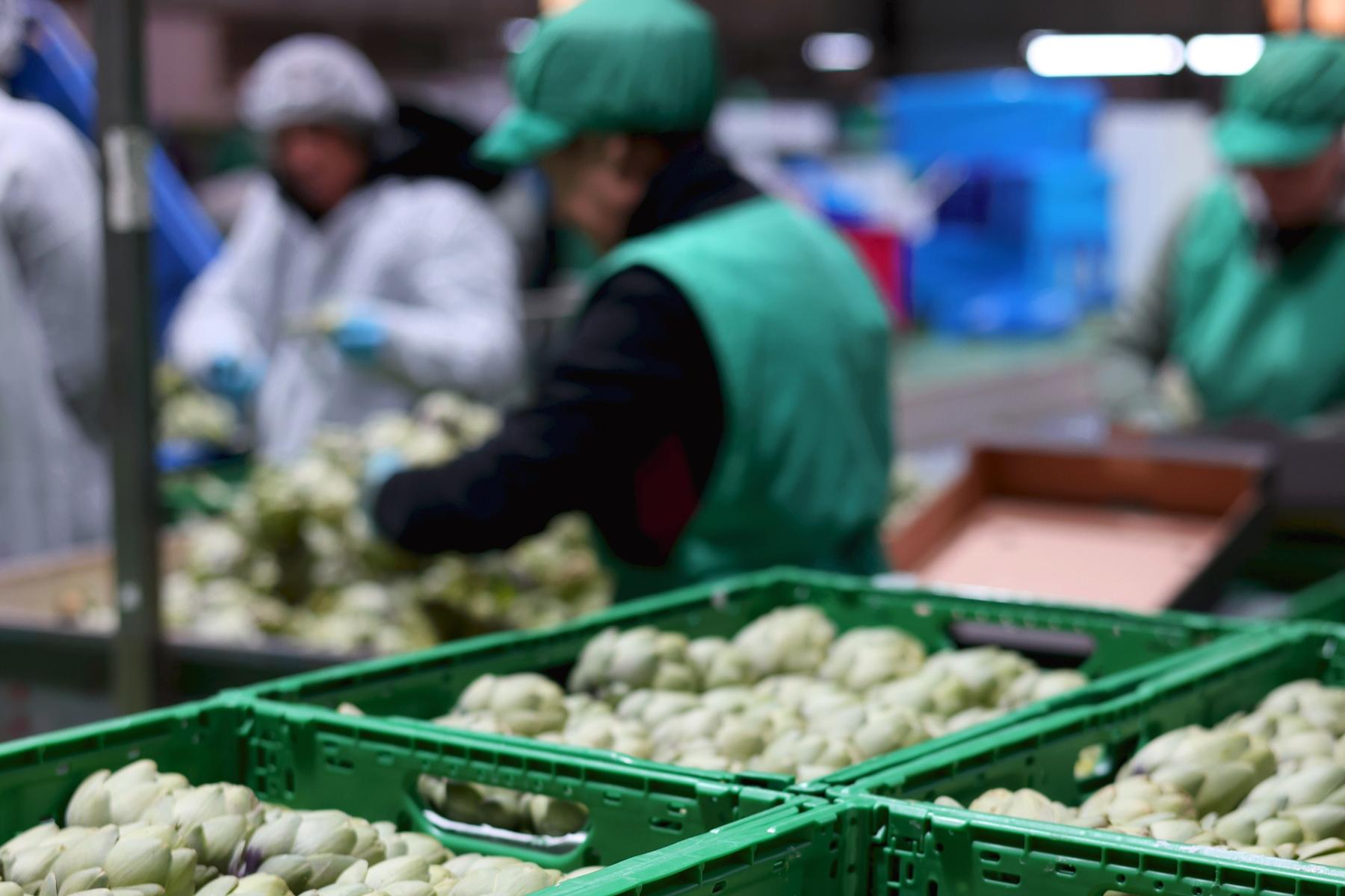 Artischocken werden verpackt