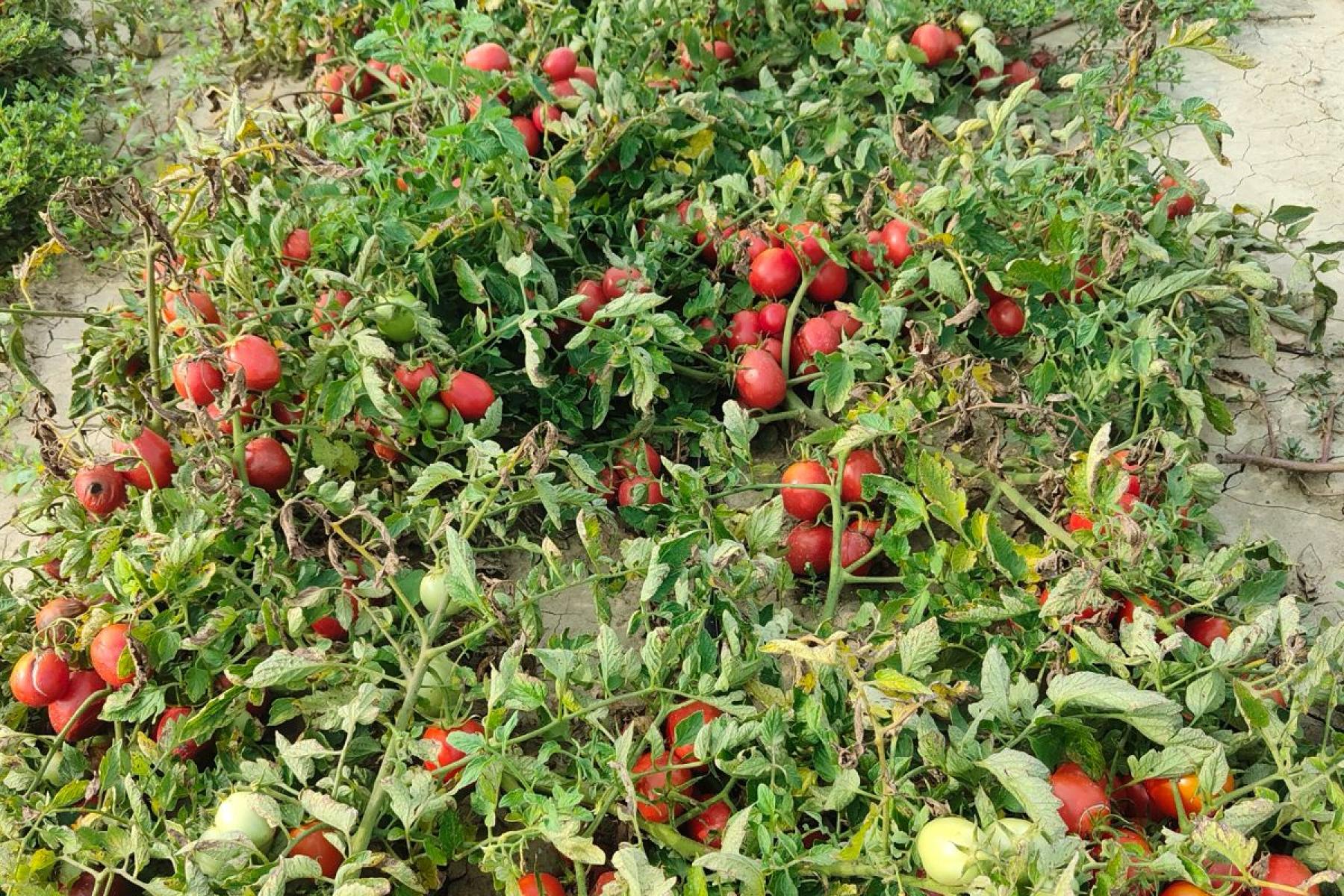Freiland-Tomaten auf dem Feld