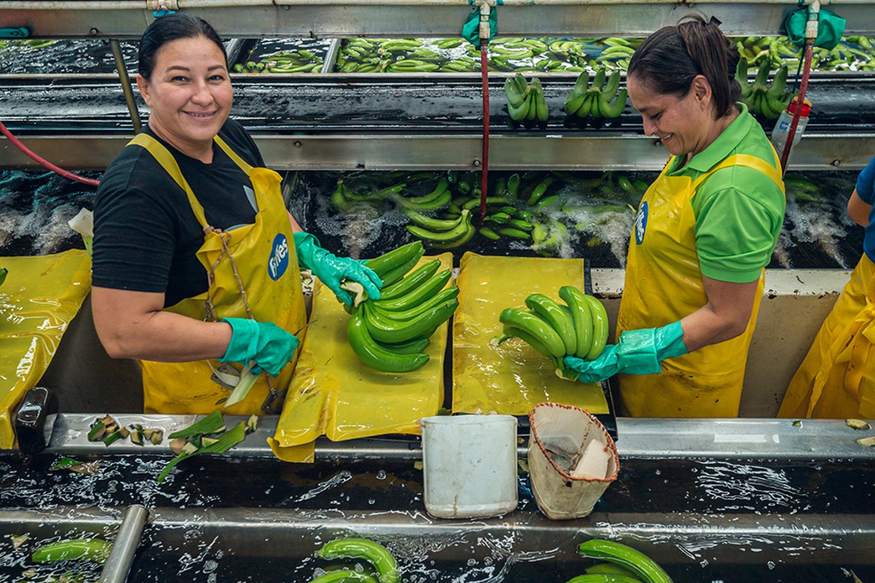 Frauen in Bananenpackstation