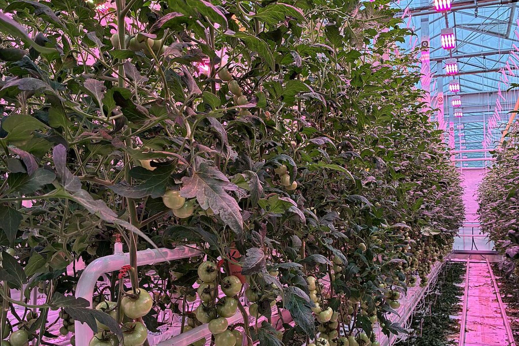 Tomaten im Gewächshaus