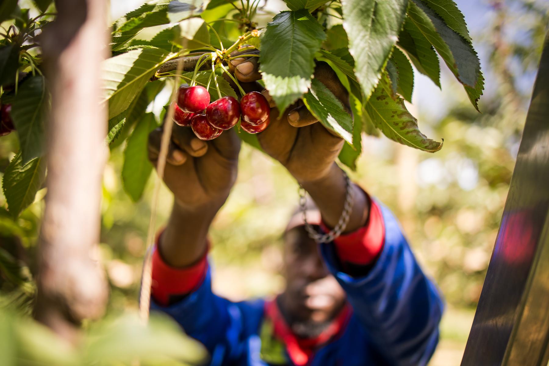 Mensch pflückt Kirschen