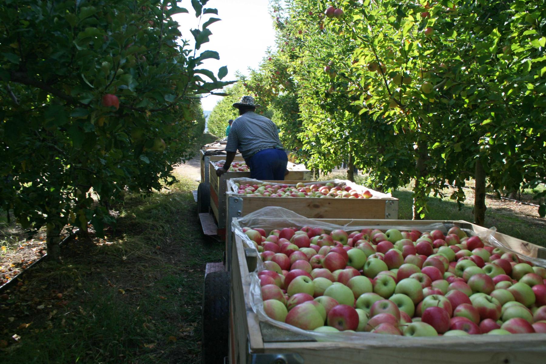 Äpfel im Traktor auf dem Feld
