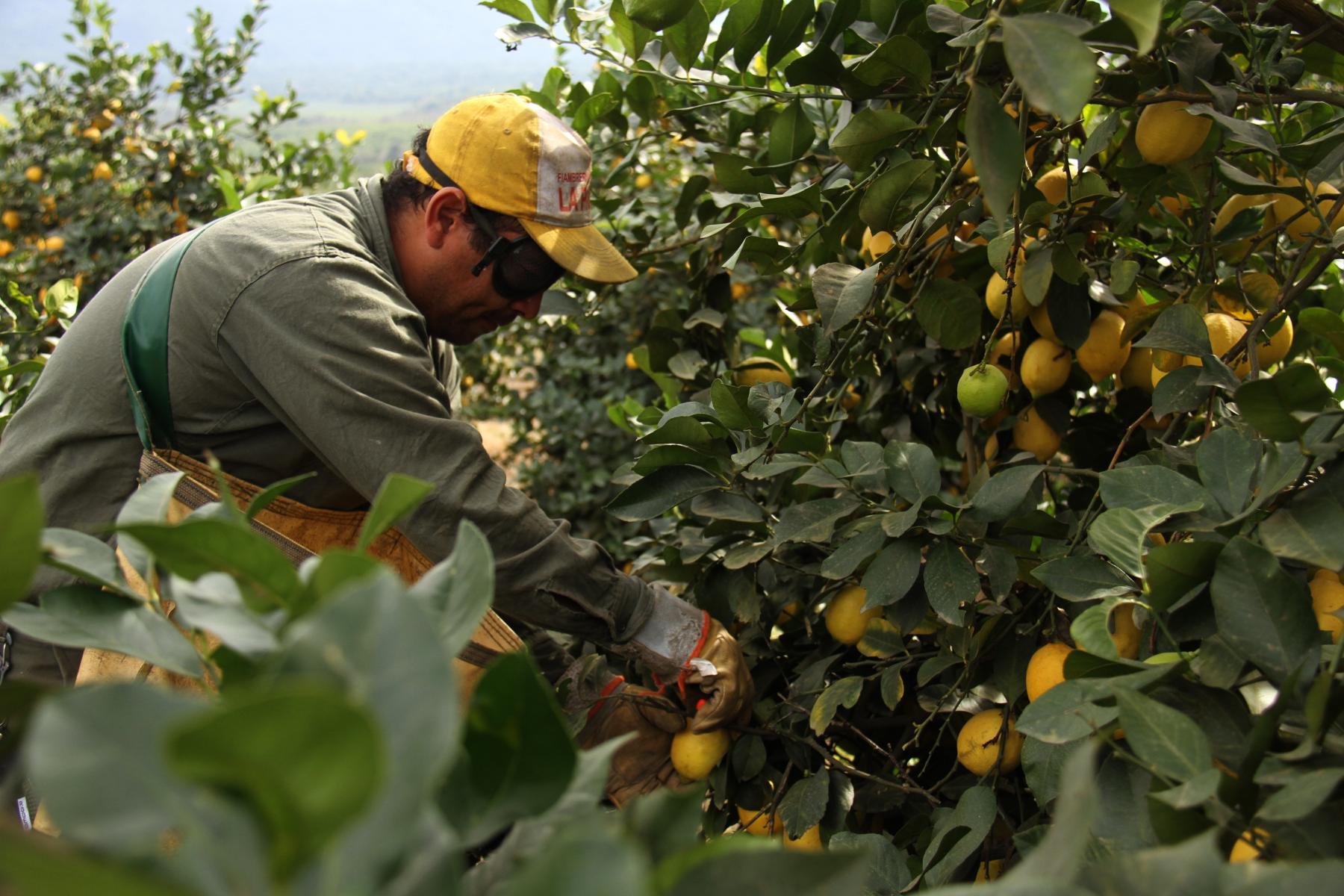 Mann erntet Zitronen