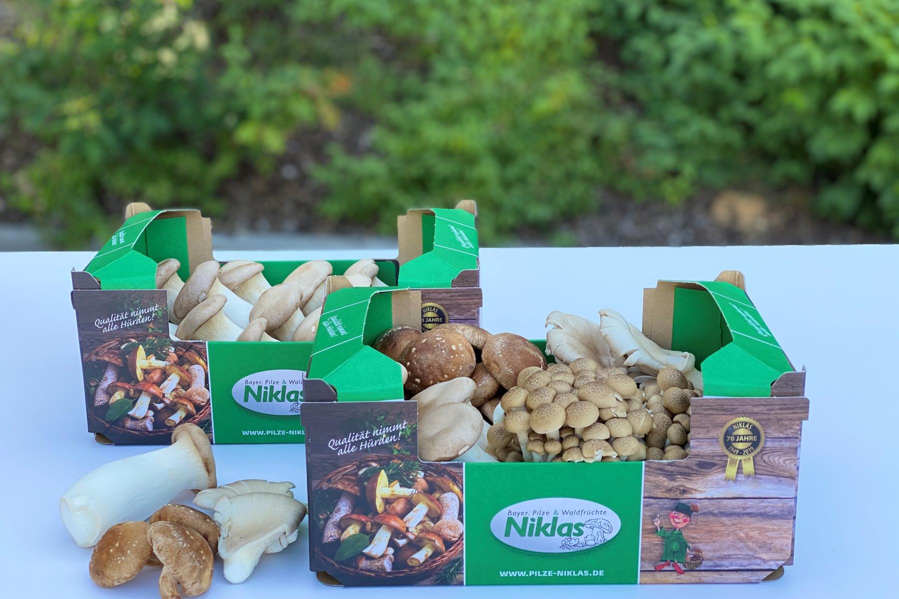 Zwei Schachteln Niklas Pilze, die die asiatische Pilzmischung enthalten