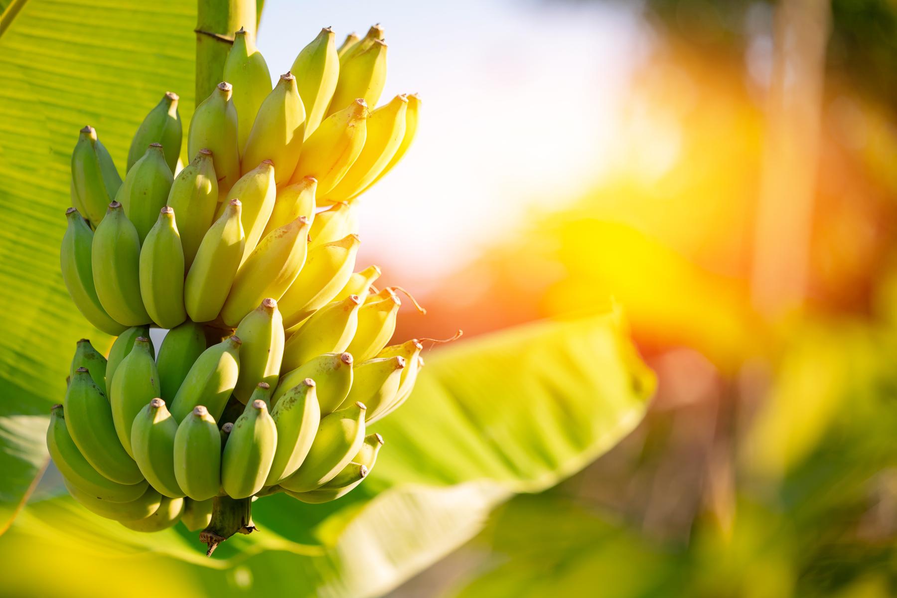 Bananen in Ecuador